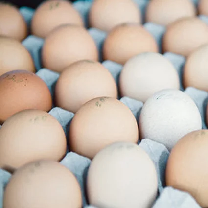 csa pastured eggs.jpg
