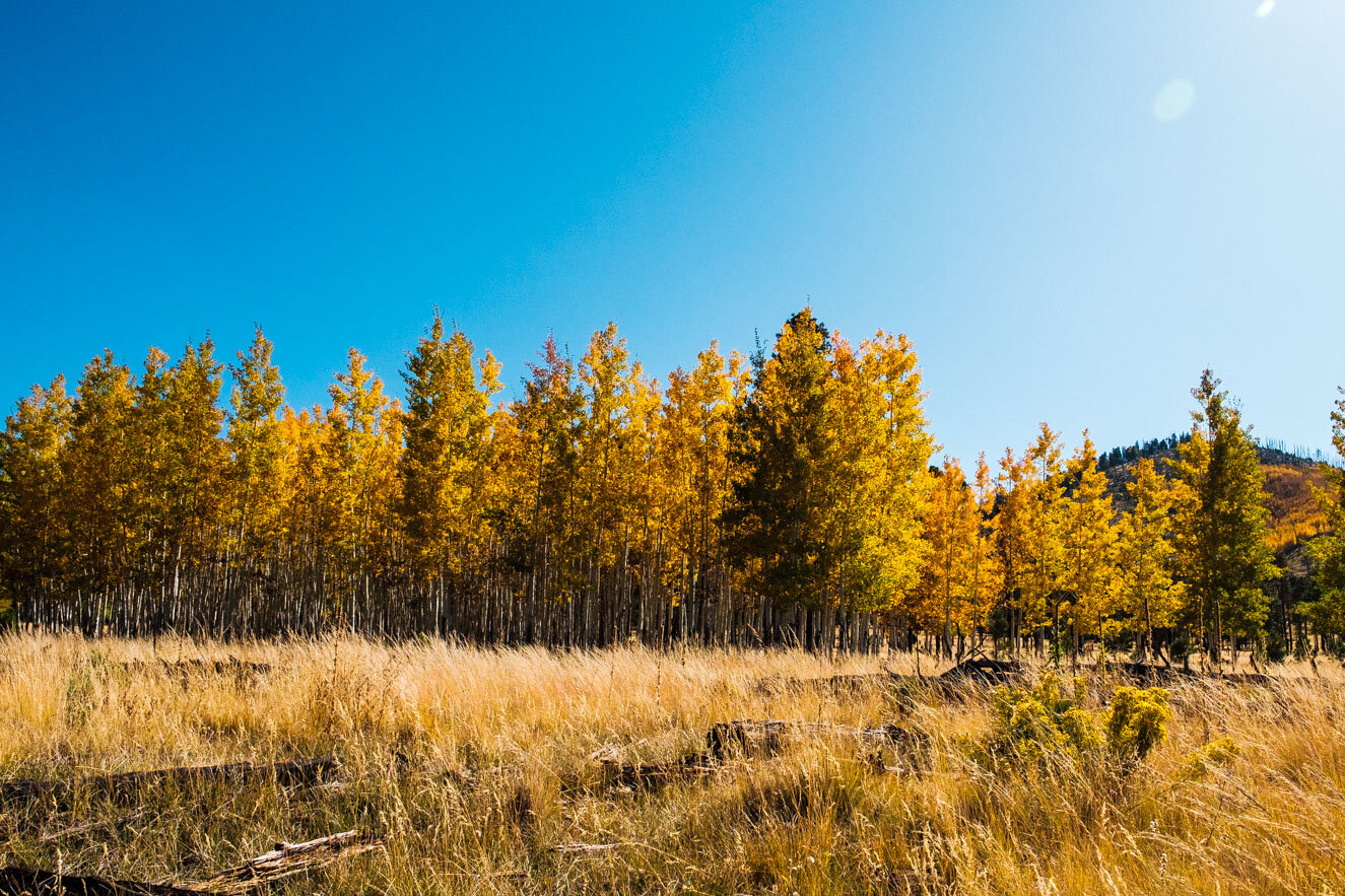 Flagstaff-Arizona-Fall-Autumn-Lockett-Meadow-6.jpg