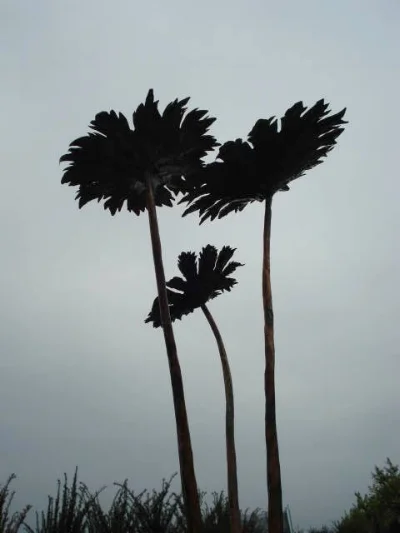 LEAVES