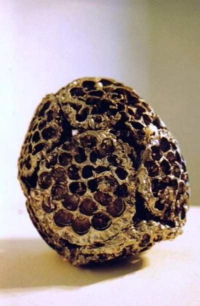 SEEDS