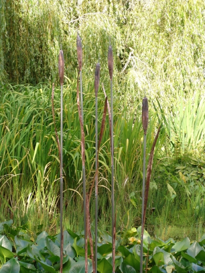 BULL RUSHES