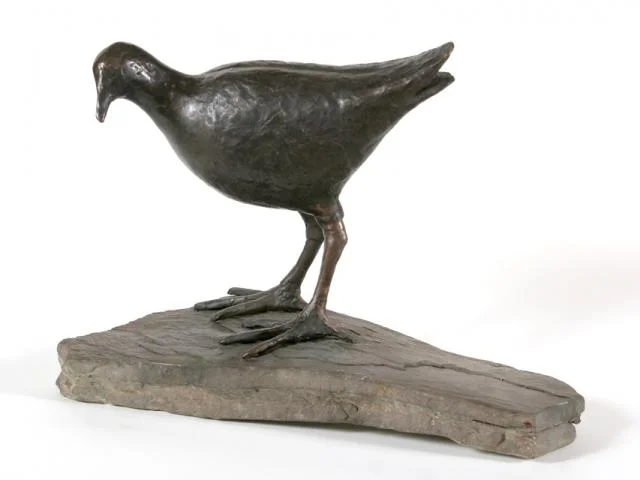 Moorhen