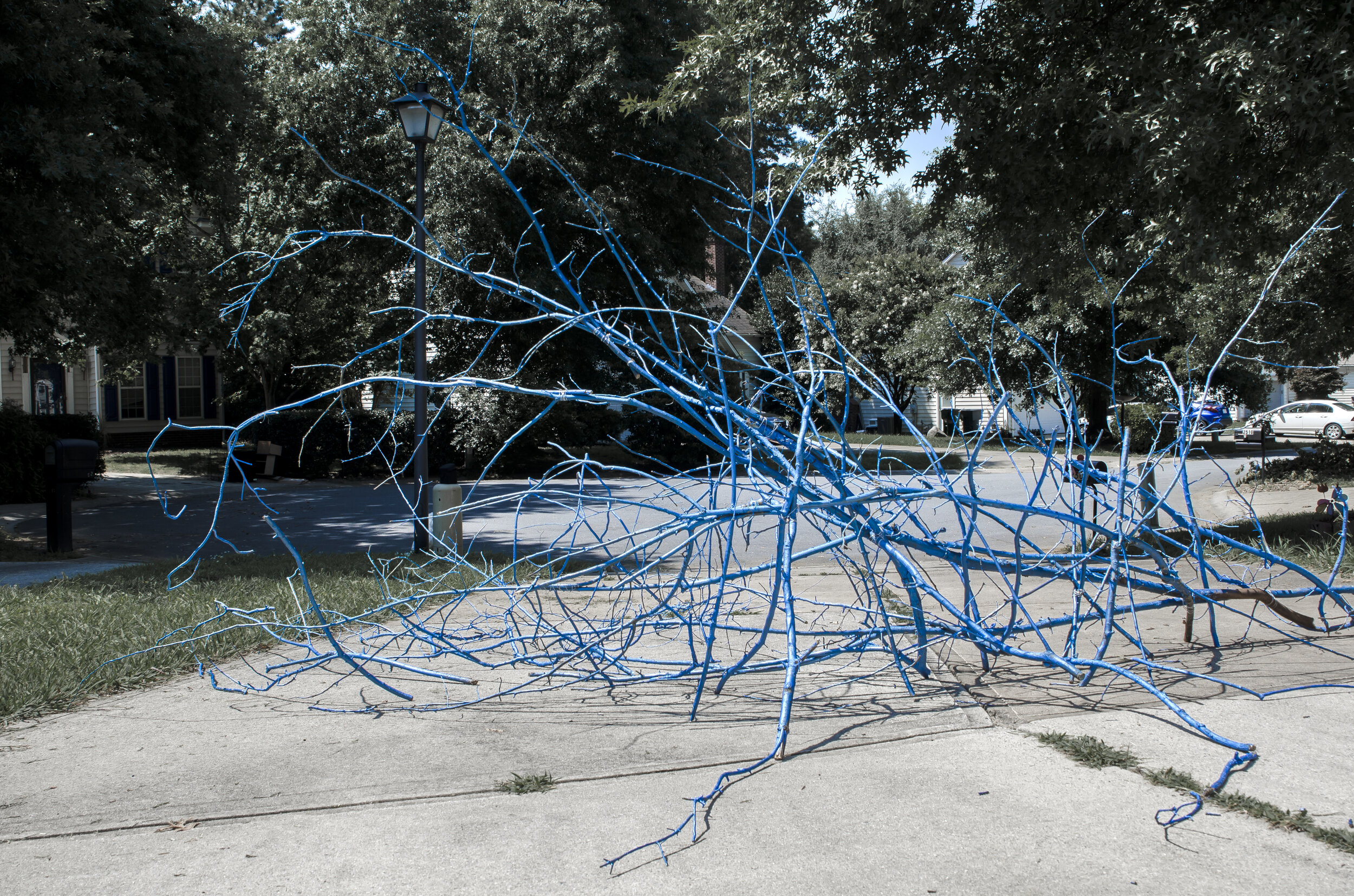 MRoa_Yohanna_blue branches_05 - Yohanna Roa.jpg