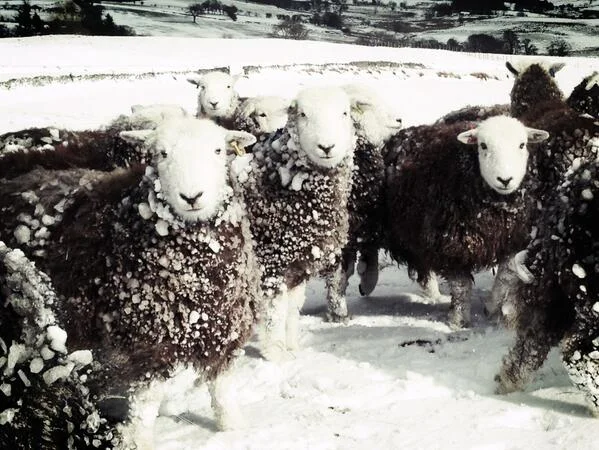 snowy herdwicks by Ian Lawson