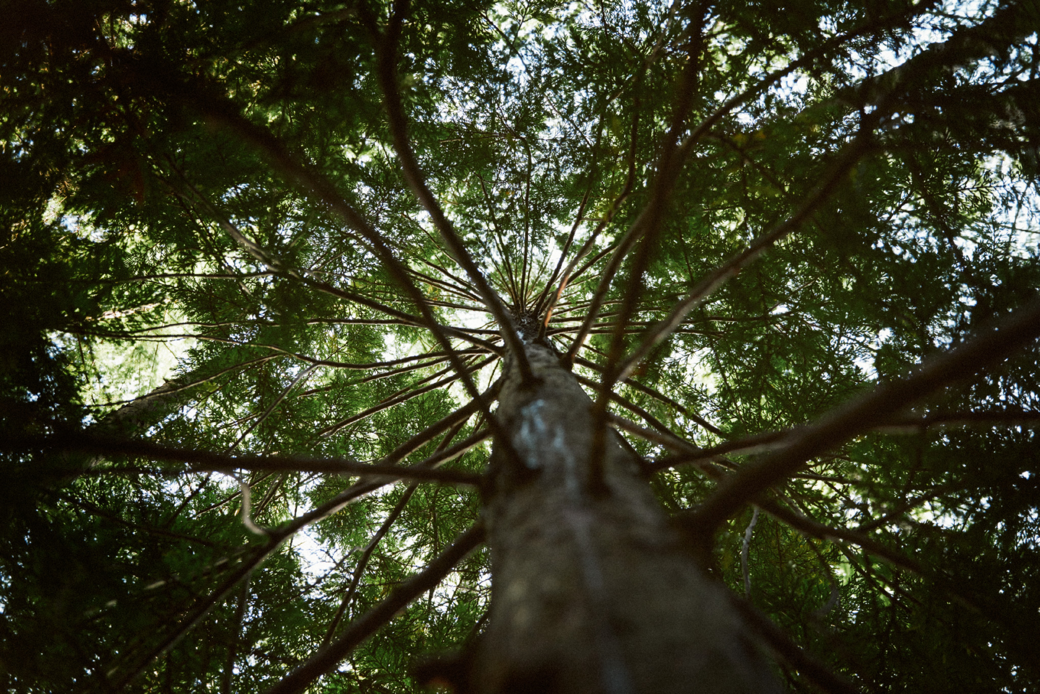 _DSC5687_preview.jpeg