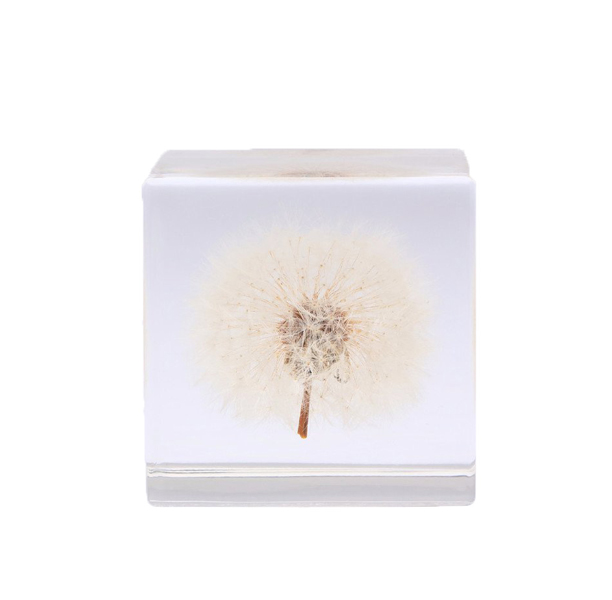 Web_Dandelion-.jpg