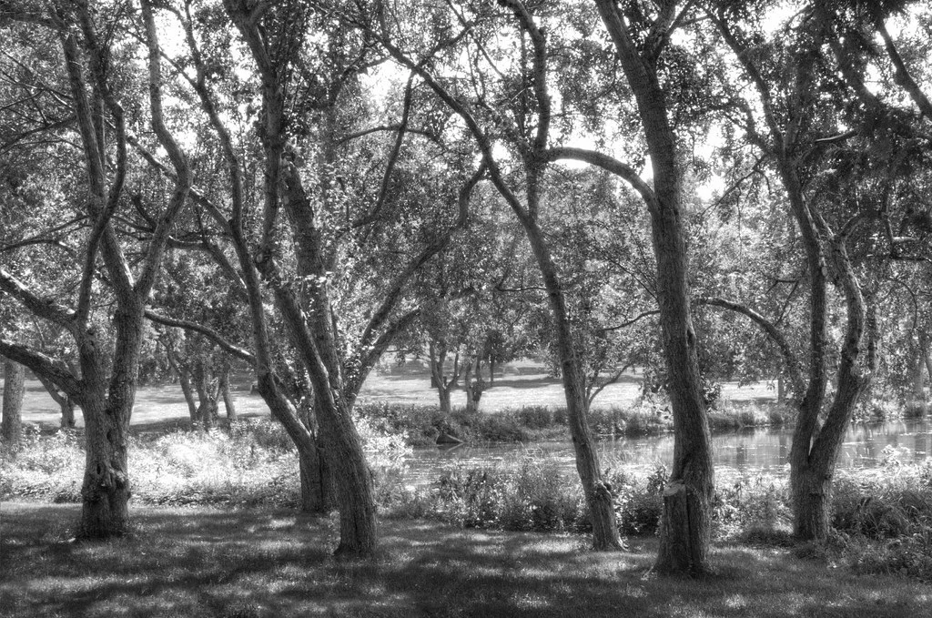 Summer Shadows