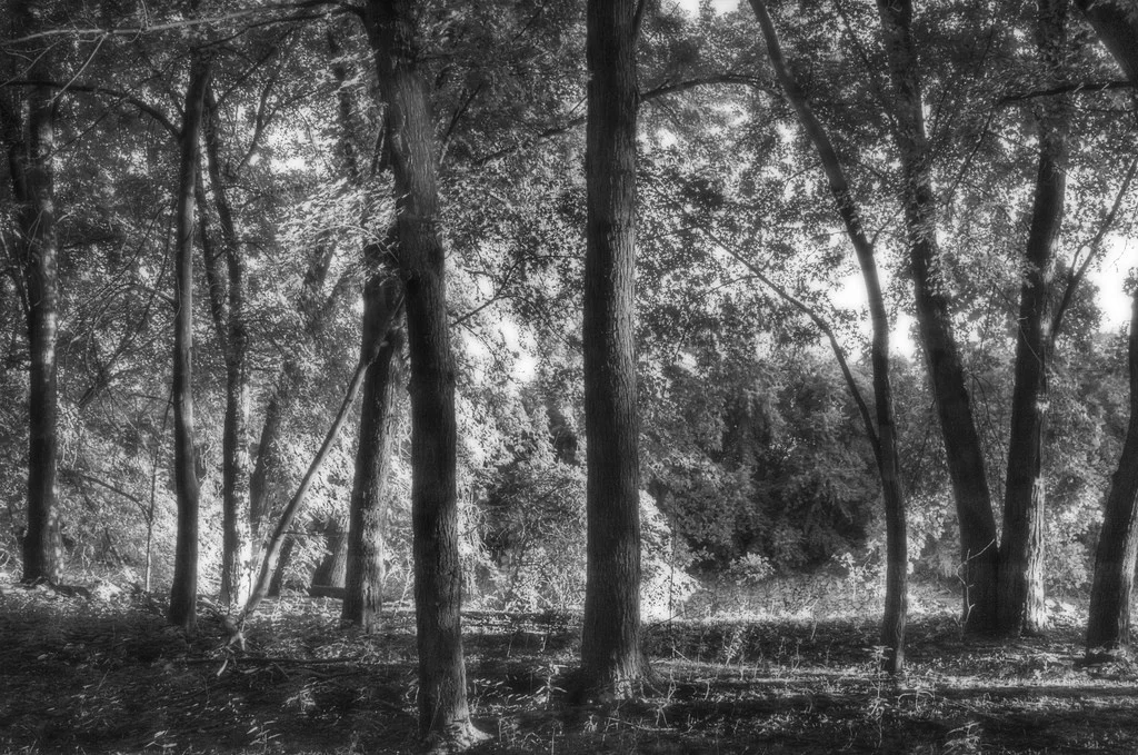 Trees Overlooking River