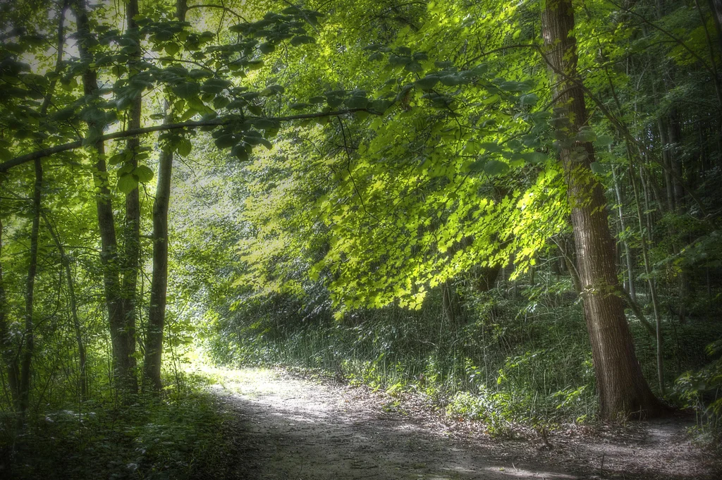 Trail in a Summer Wood