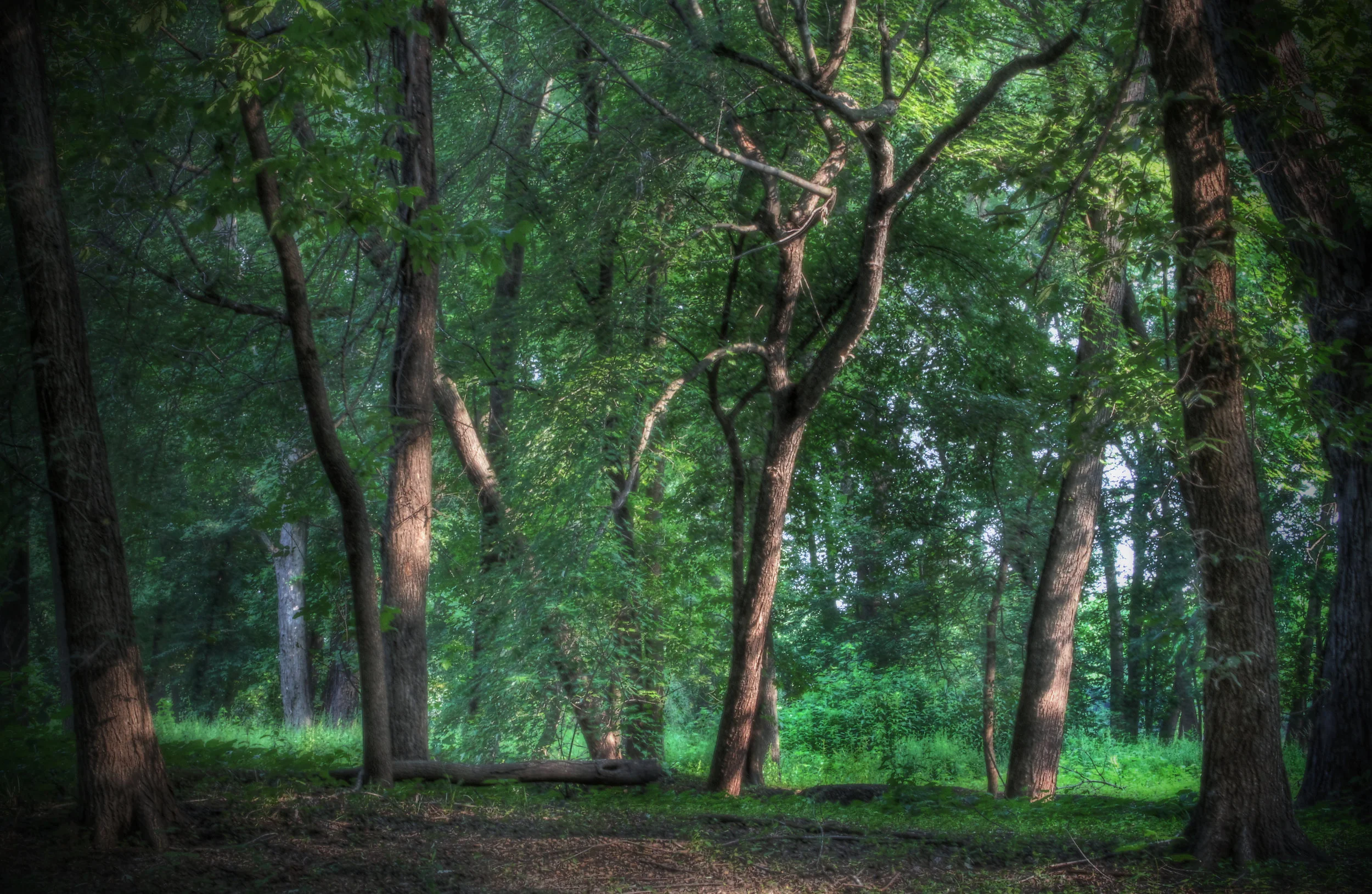 Grouping of Trees in Morning Riverbank Wood