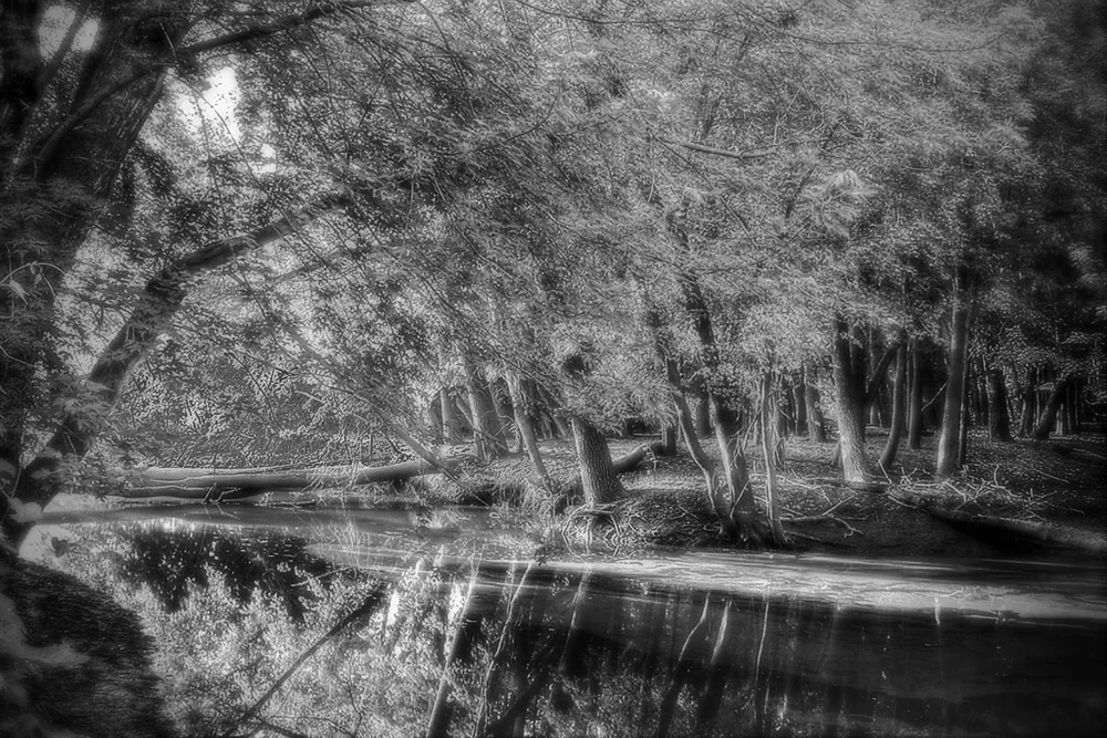 Morning Trees at River's Edge-Black & White