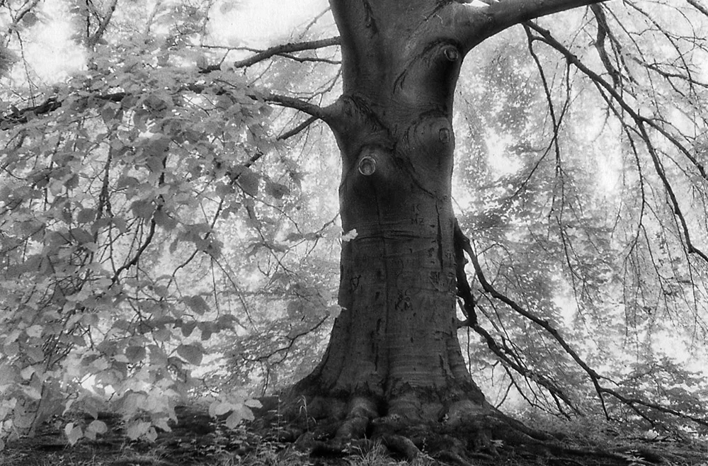 Ancient Tree (Infrared)