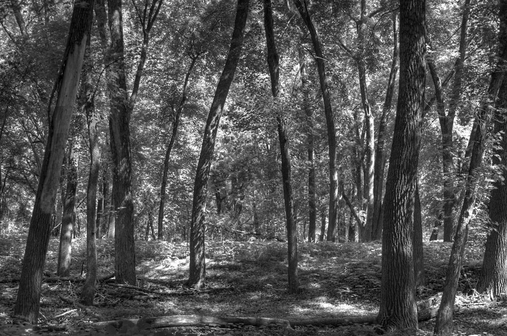 Within the Tree Line