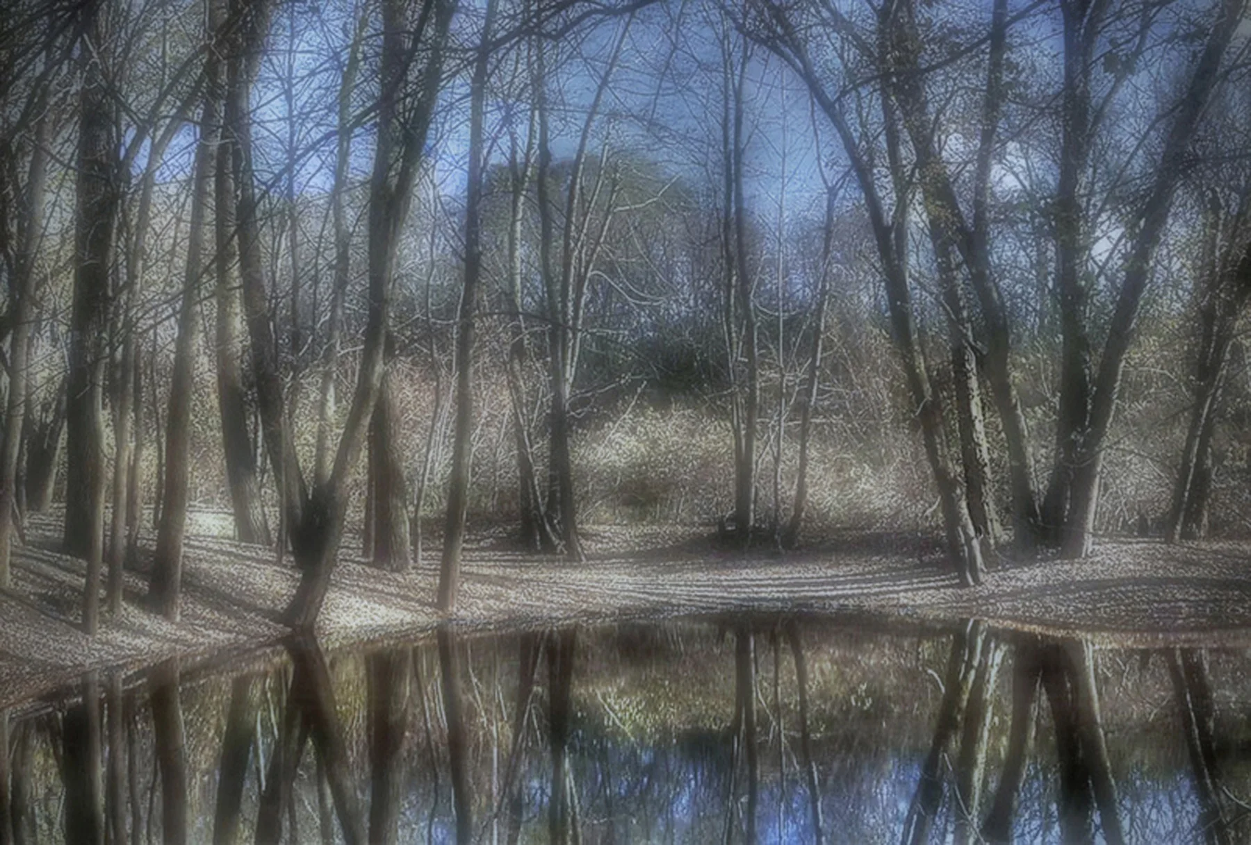 Riverbank Trees in Autumn Light