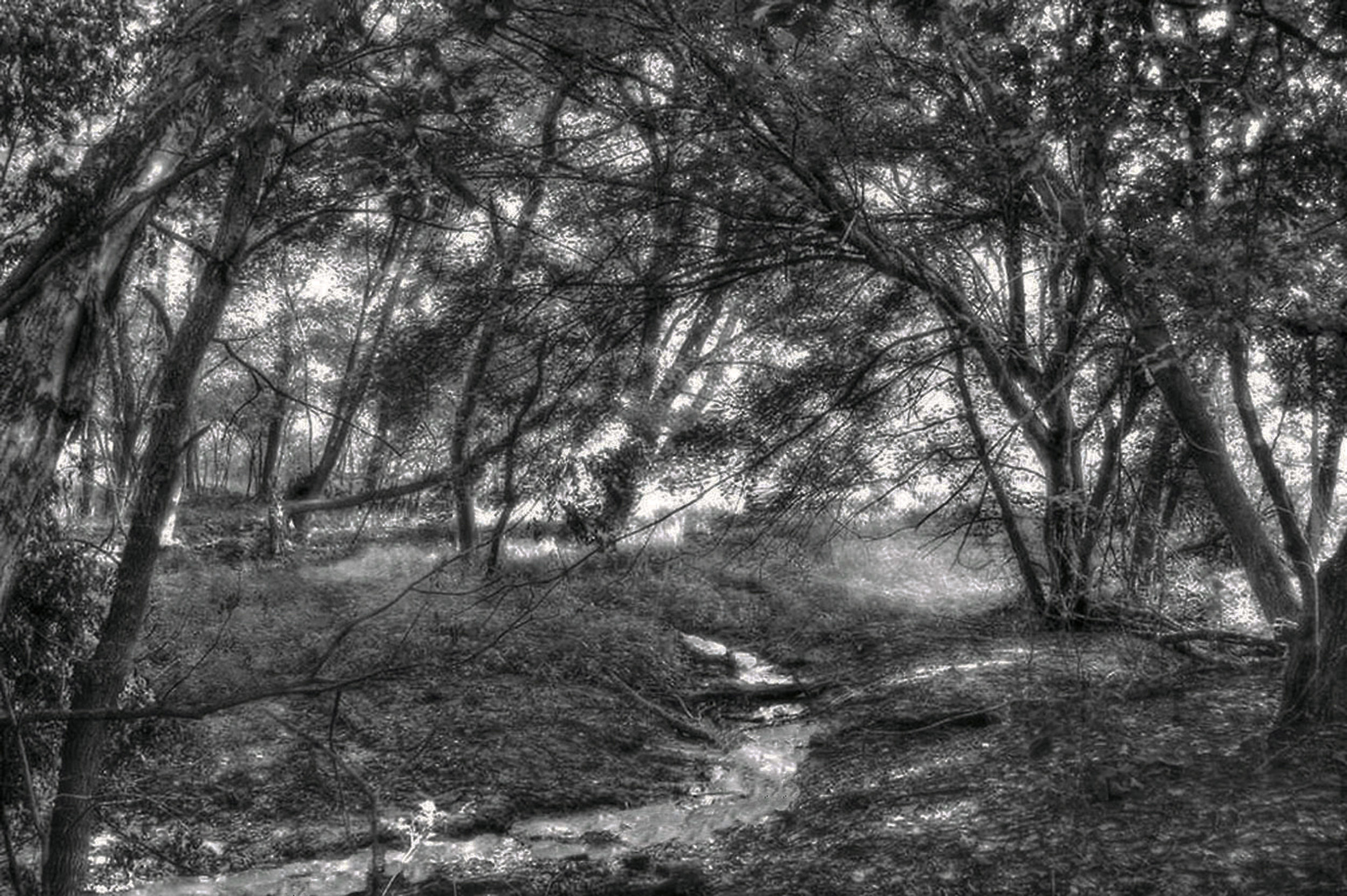 Wind and Light in a Riverbank Wood