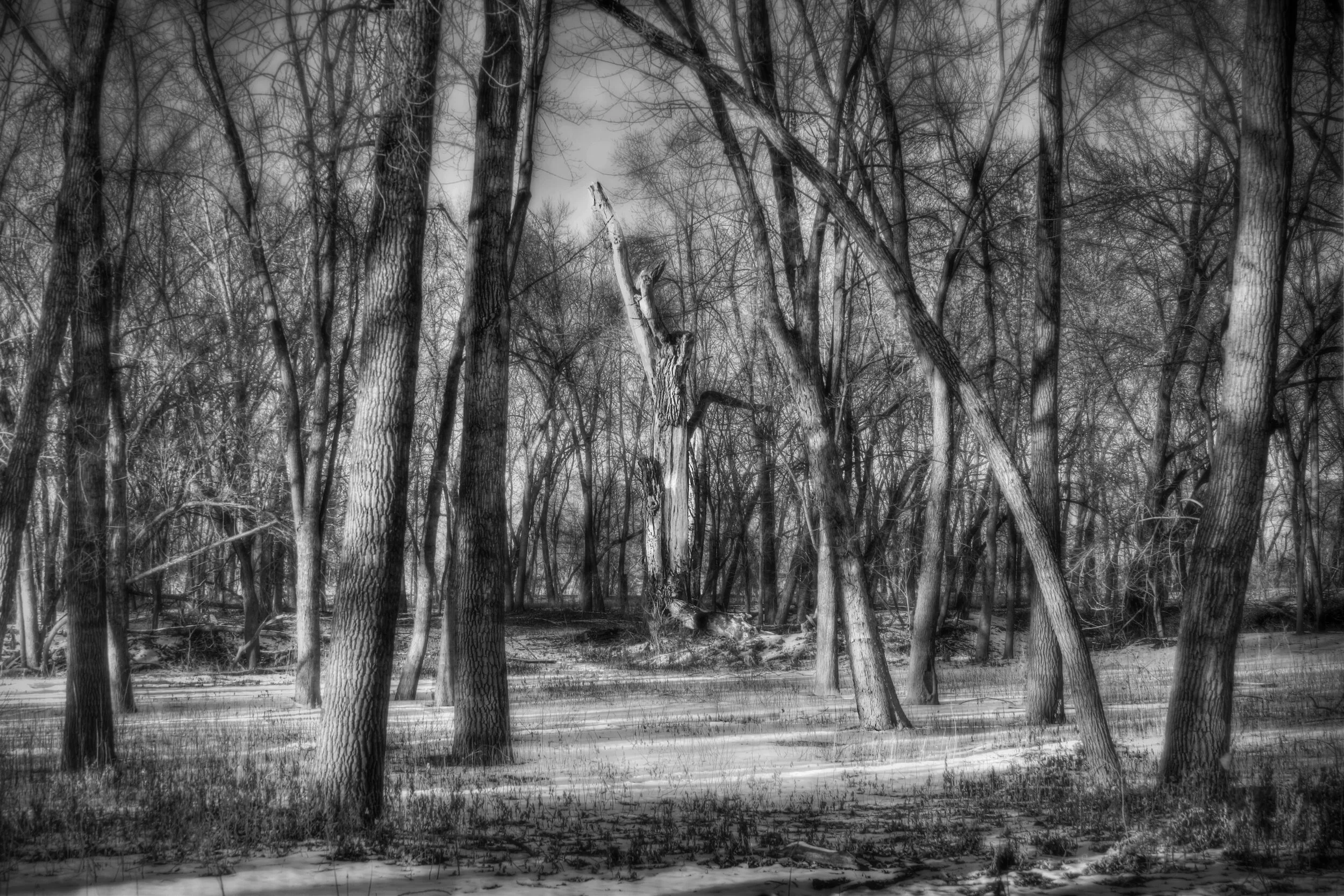 Death of an Ancient Tree