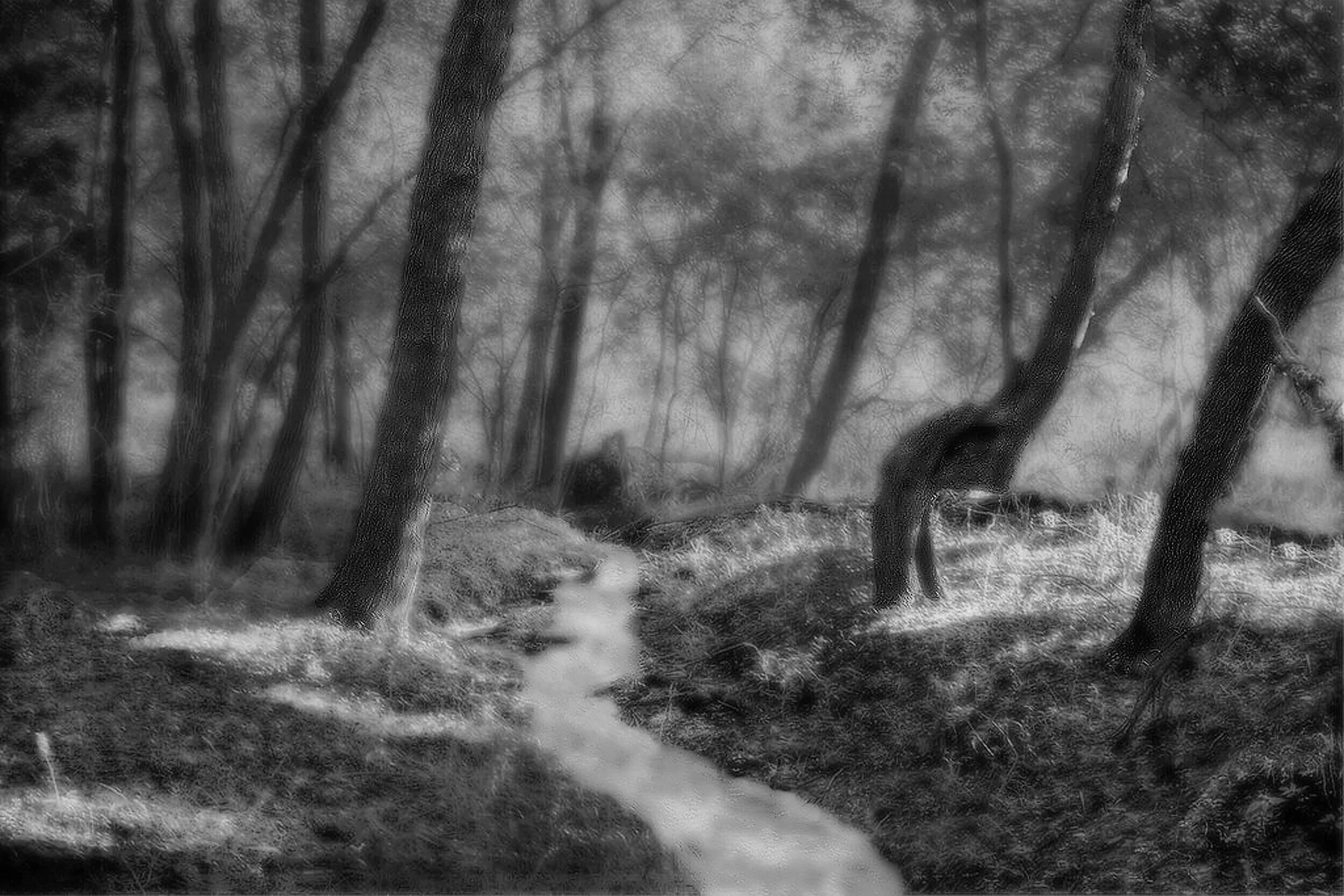 Impressions of a Morning Stream