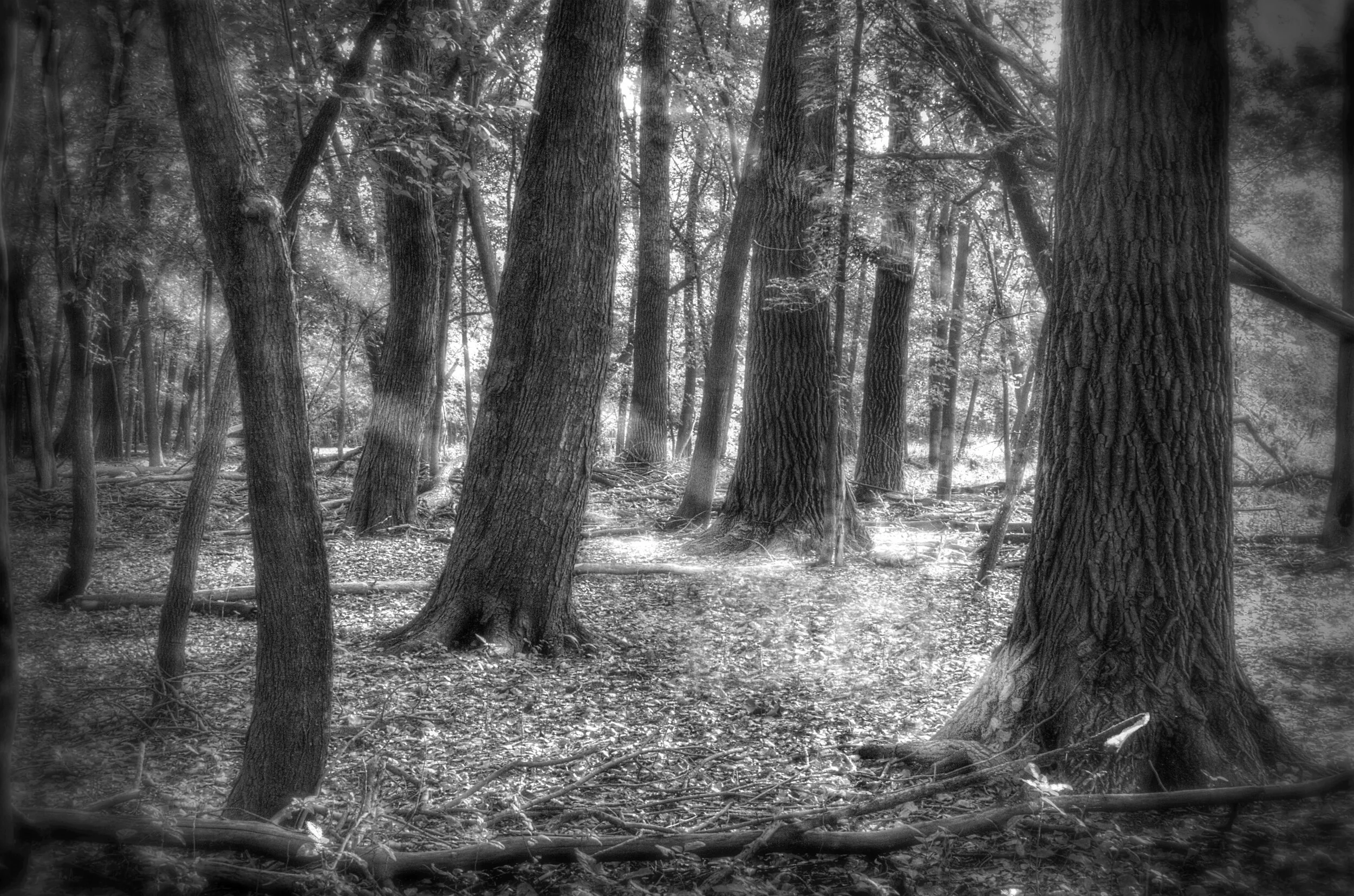 The Light Comes Here