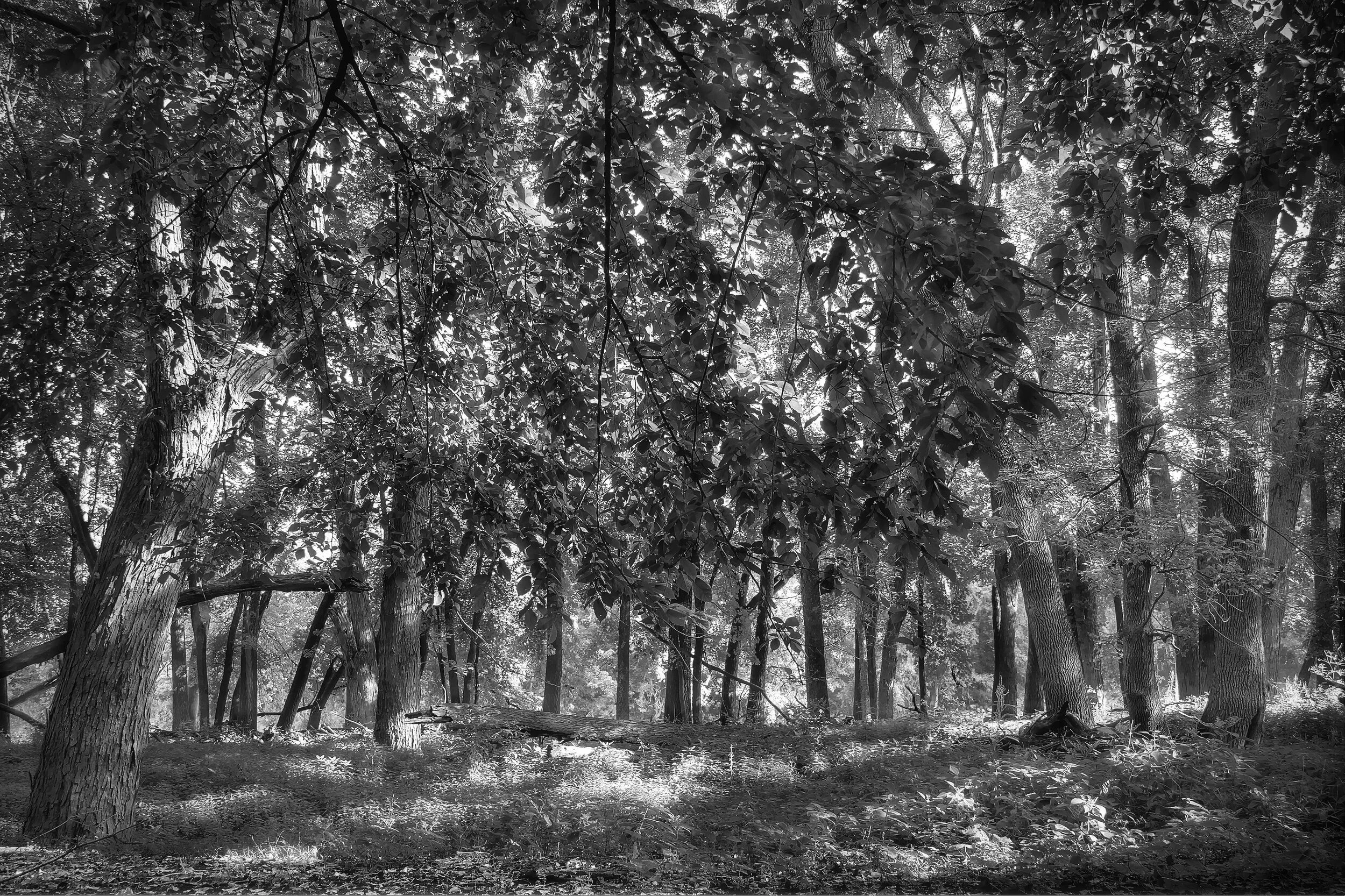 Crest (Black & White)