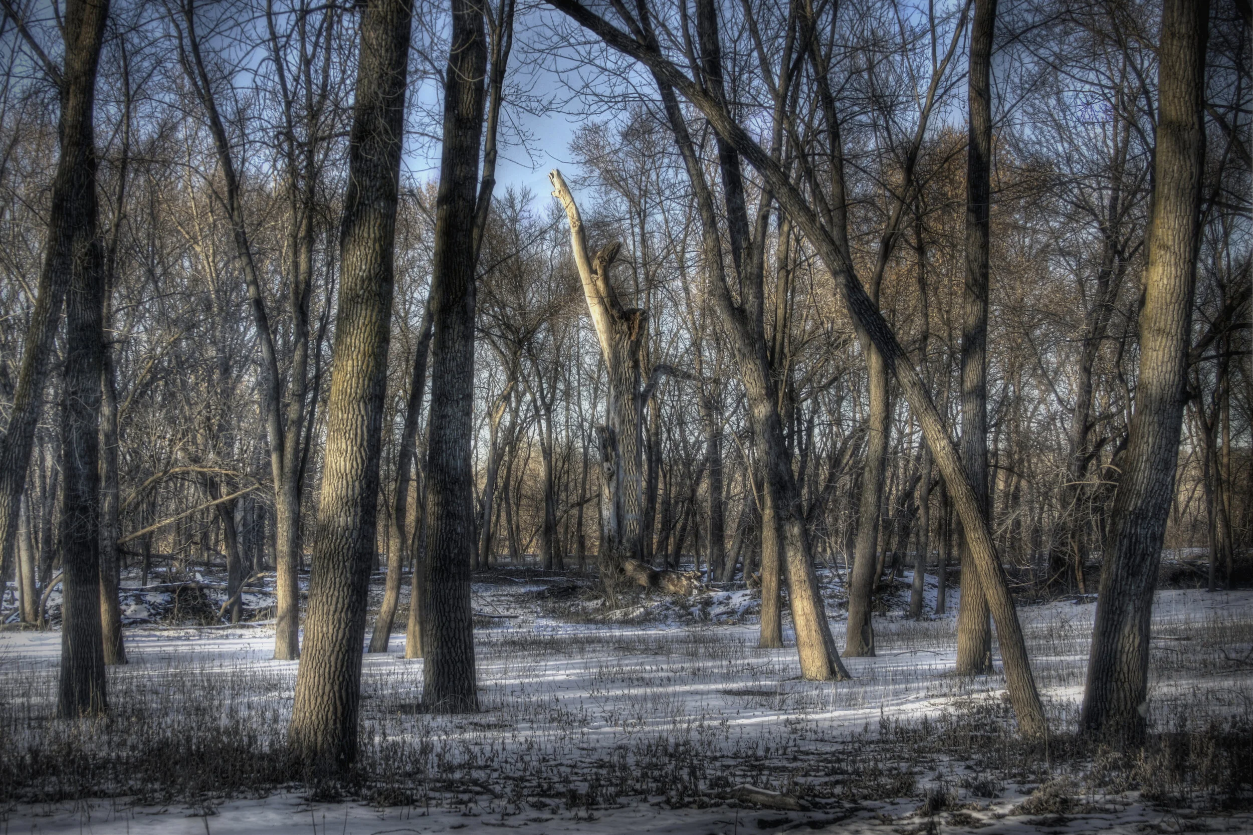 Death of an Ancient Tree (Color)