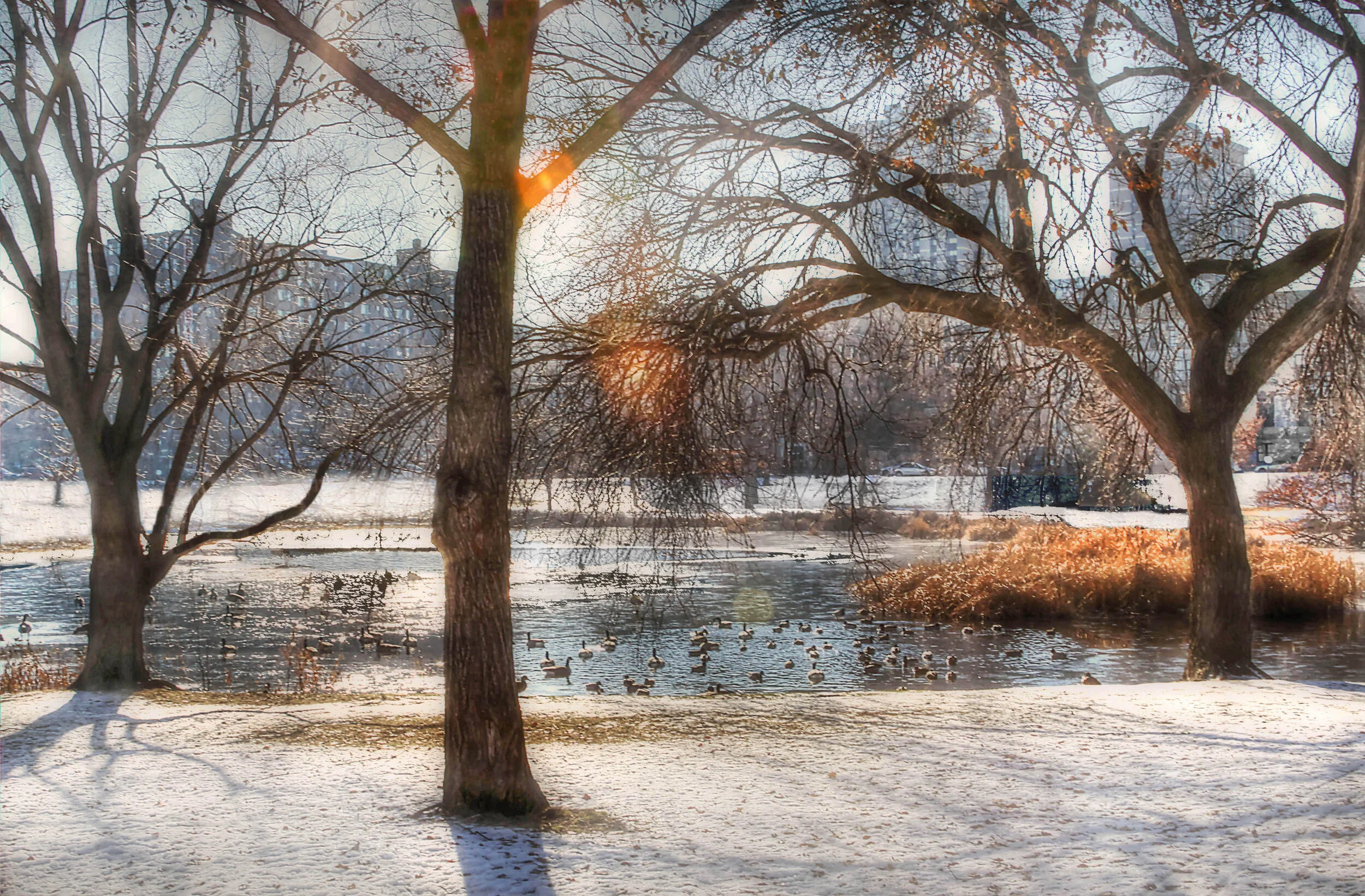 Dusting of Snow in Loring Park