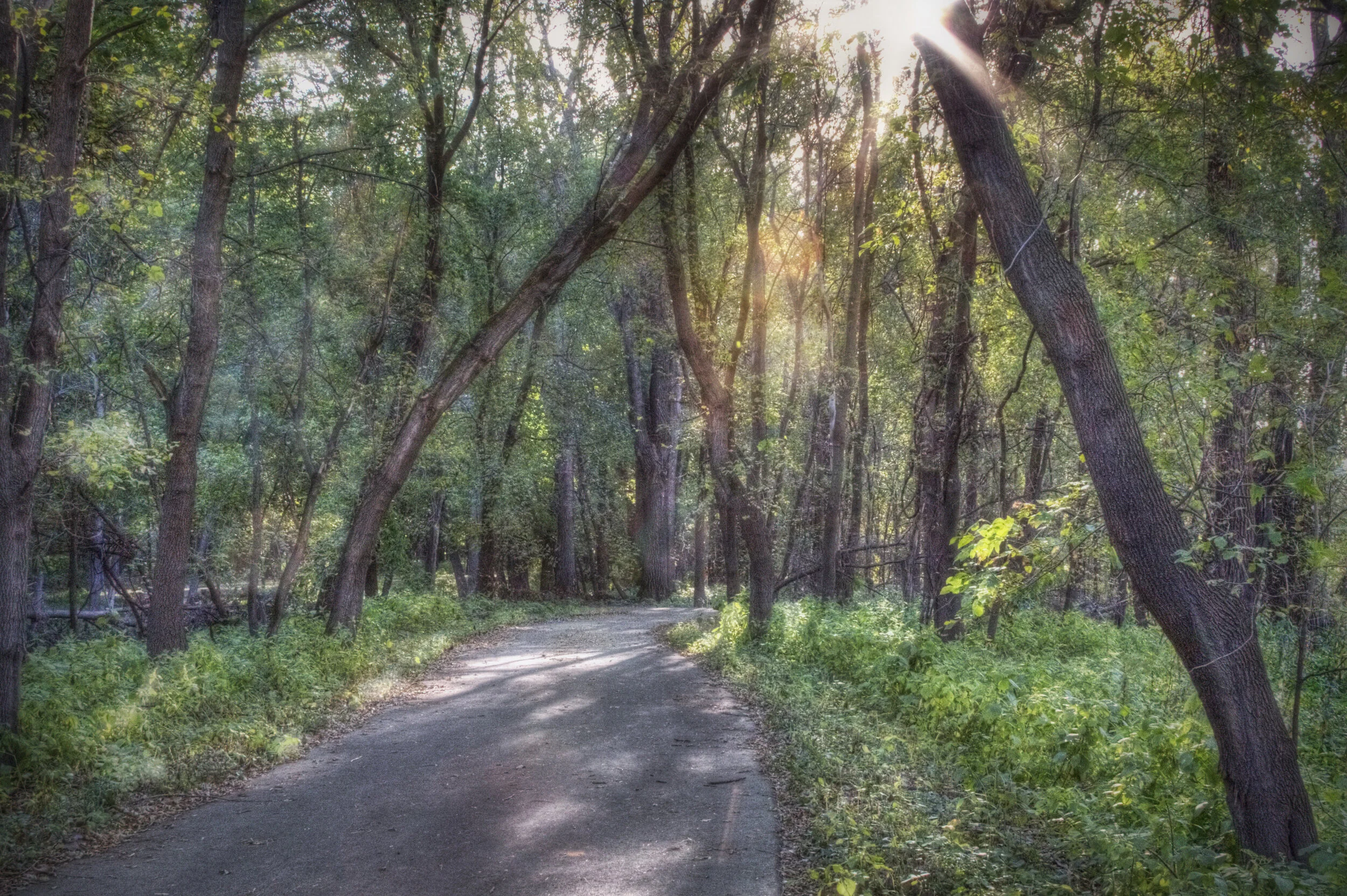 Woods in Morning Light