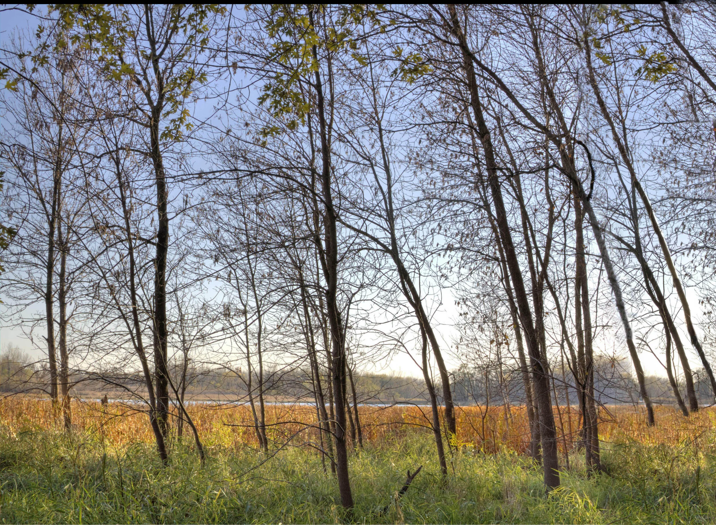 Wetland Trees