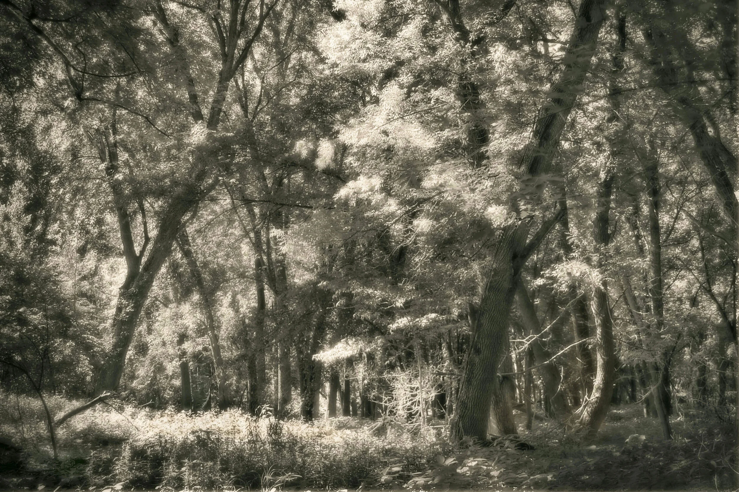 In a Summer Wood