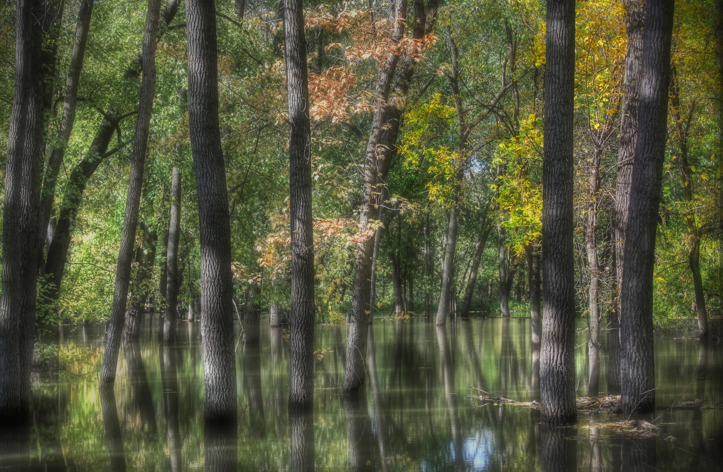 Flooded Woods in Autumn