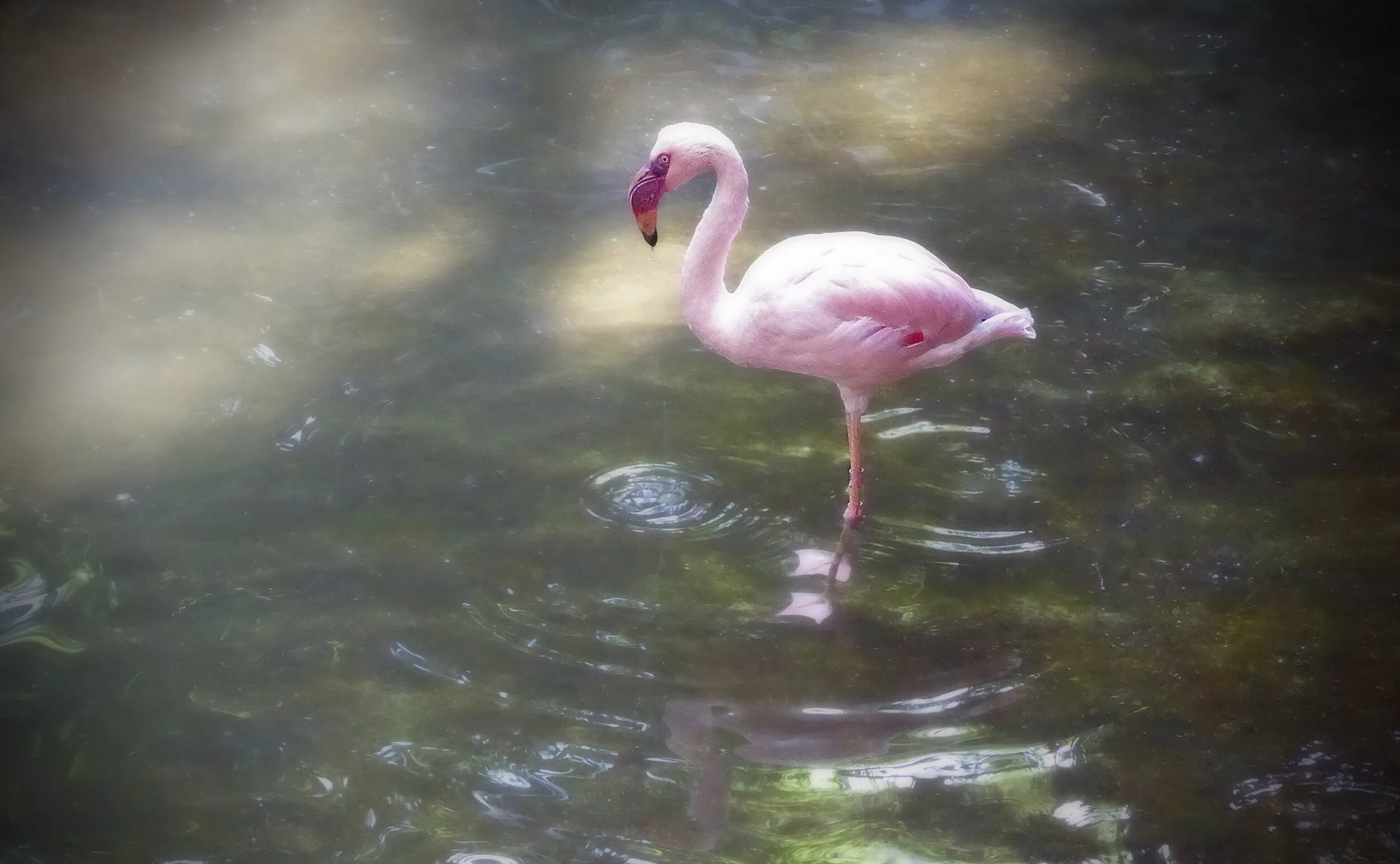 Flamingo