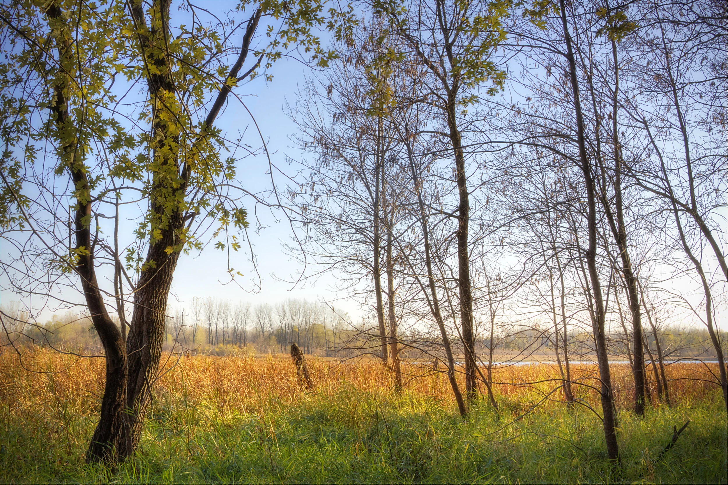 Wetlands at Dusk