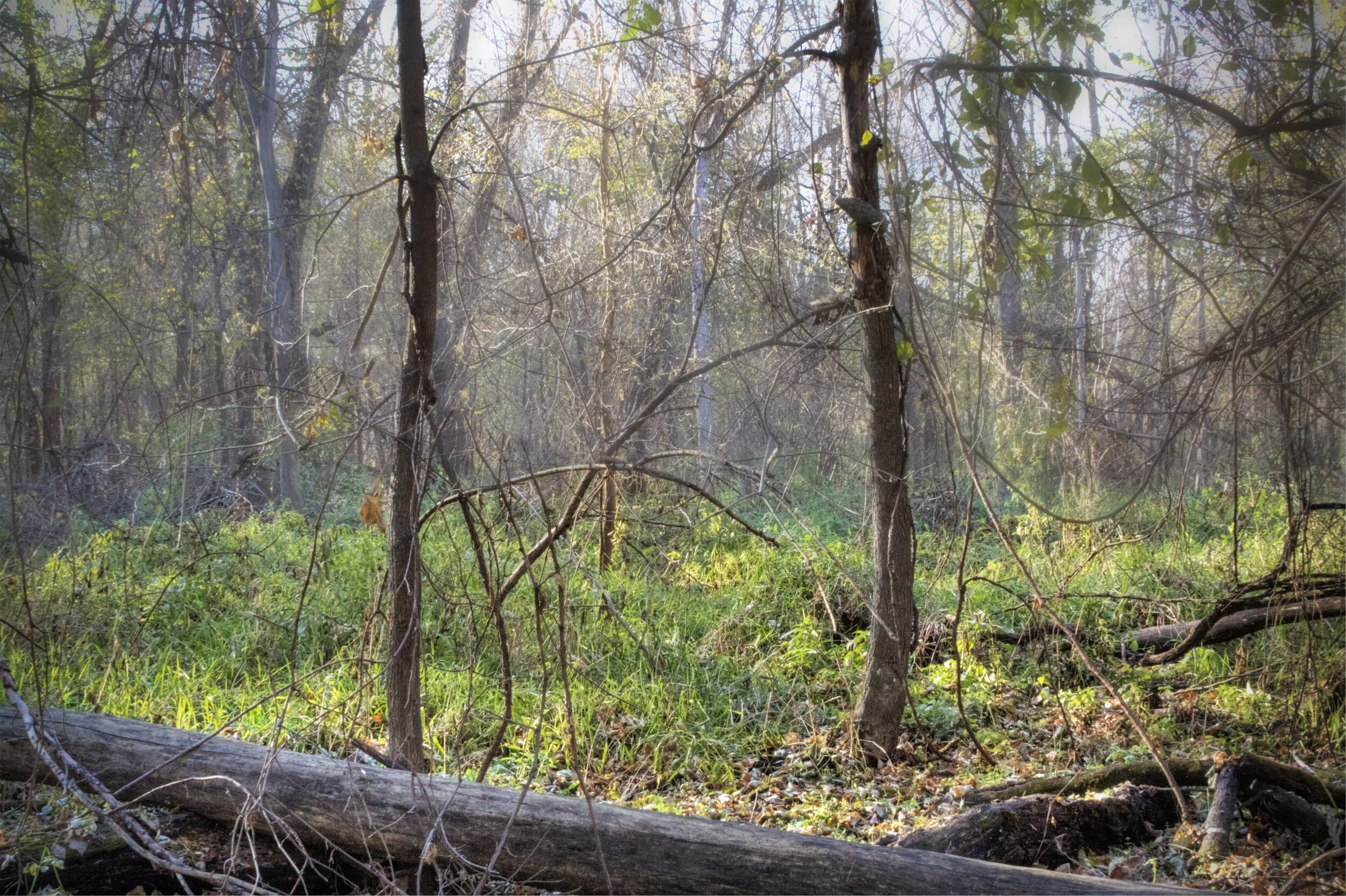 Light in the Brushwood