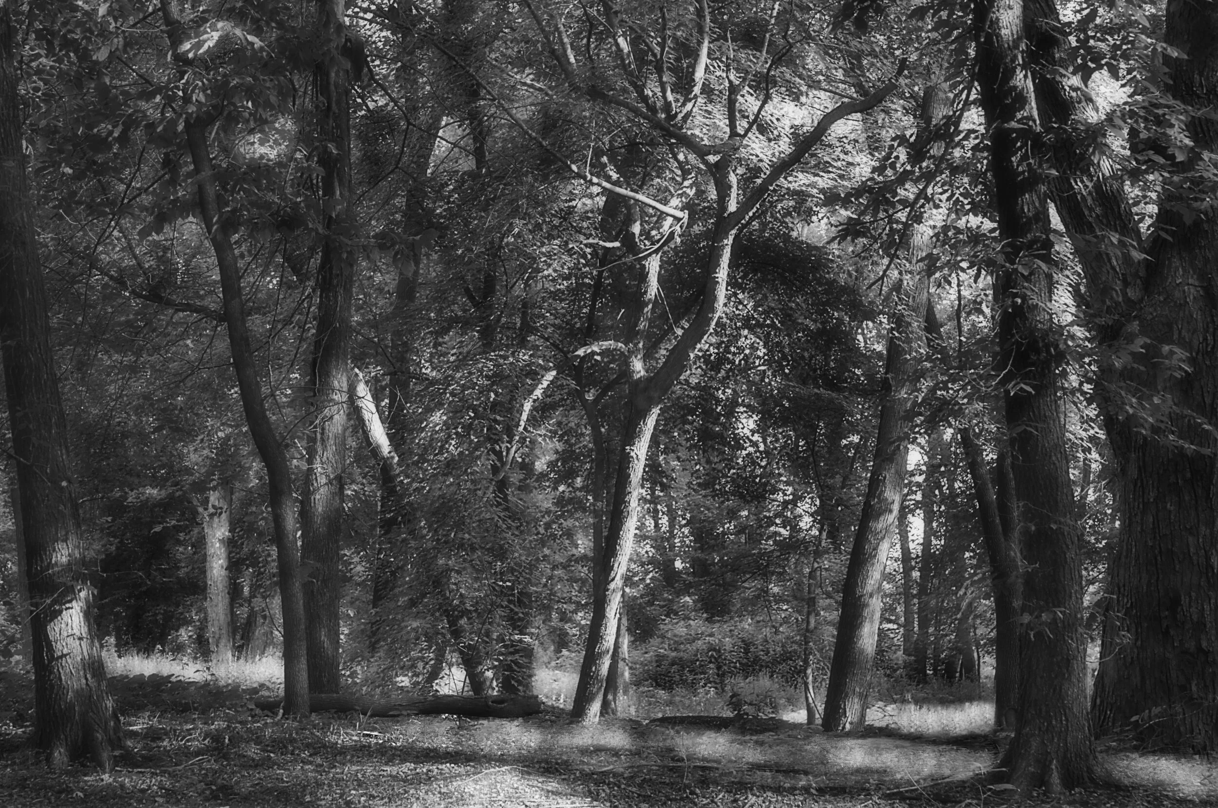 Trees in Morning Light