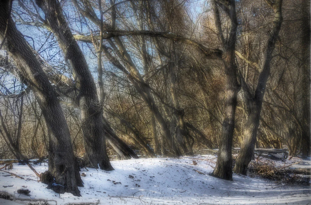 Trees in Winter Light