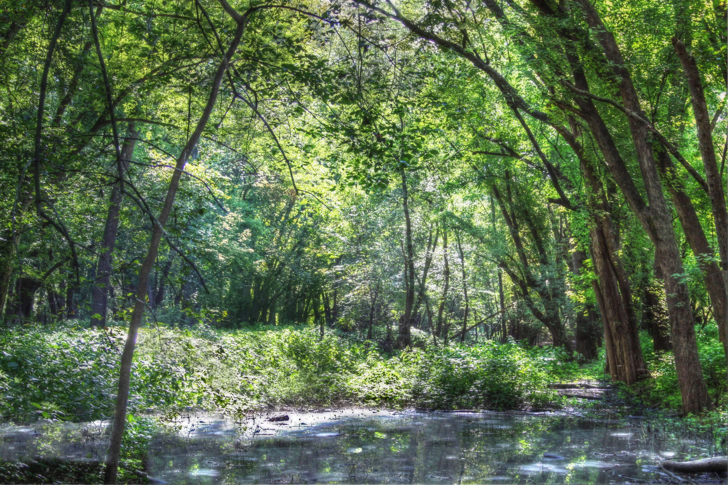 Flooded Summer Woods