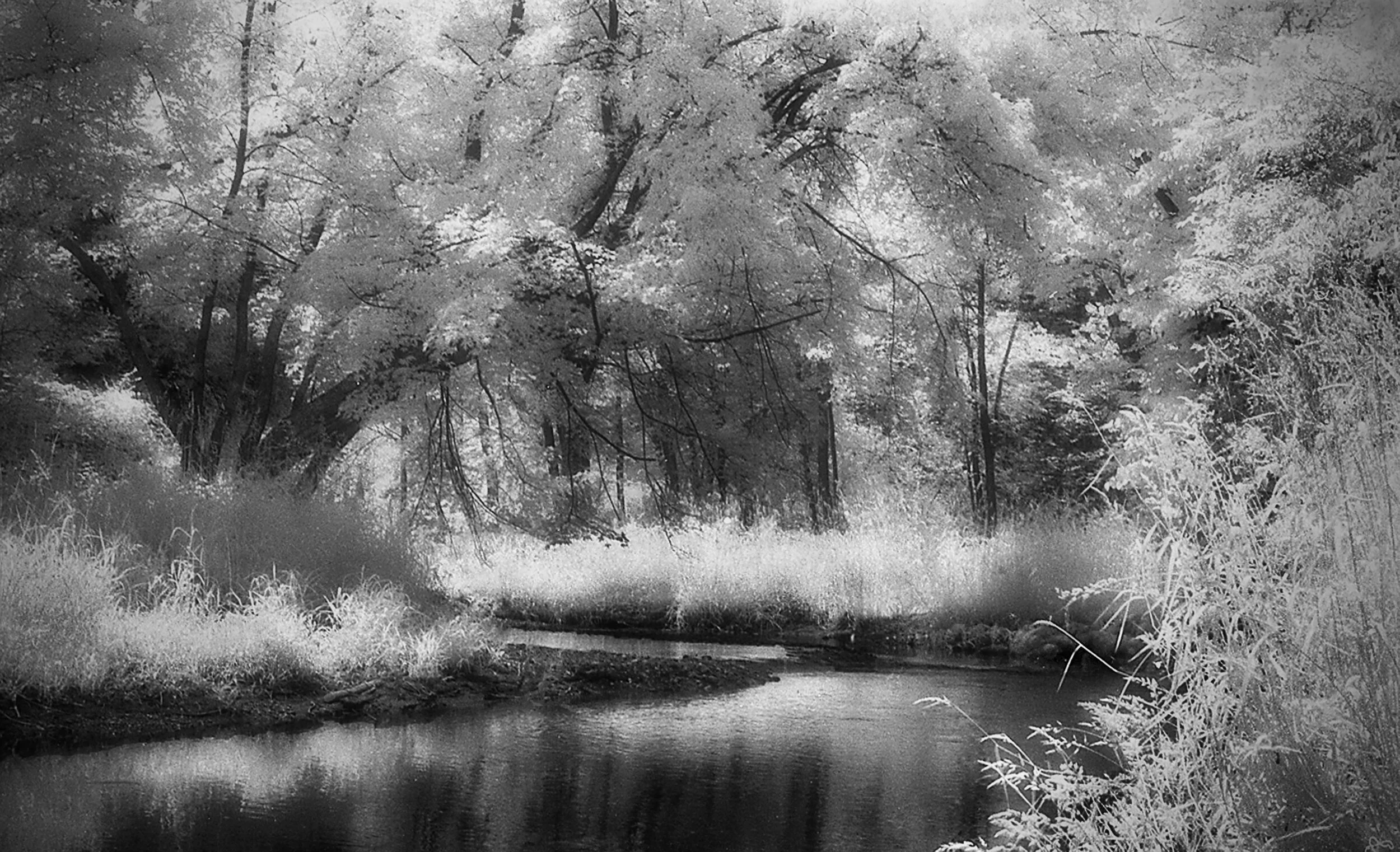 Summer Dream (Infrared)
