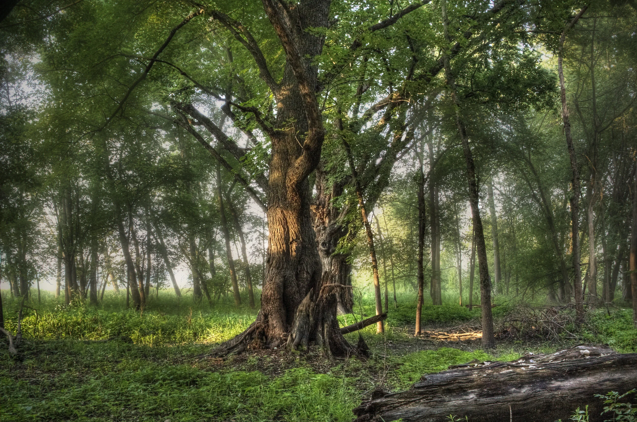 Ancient Tree at Sunrise