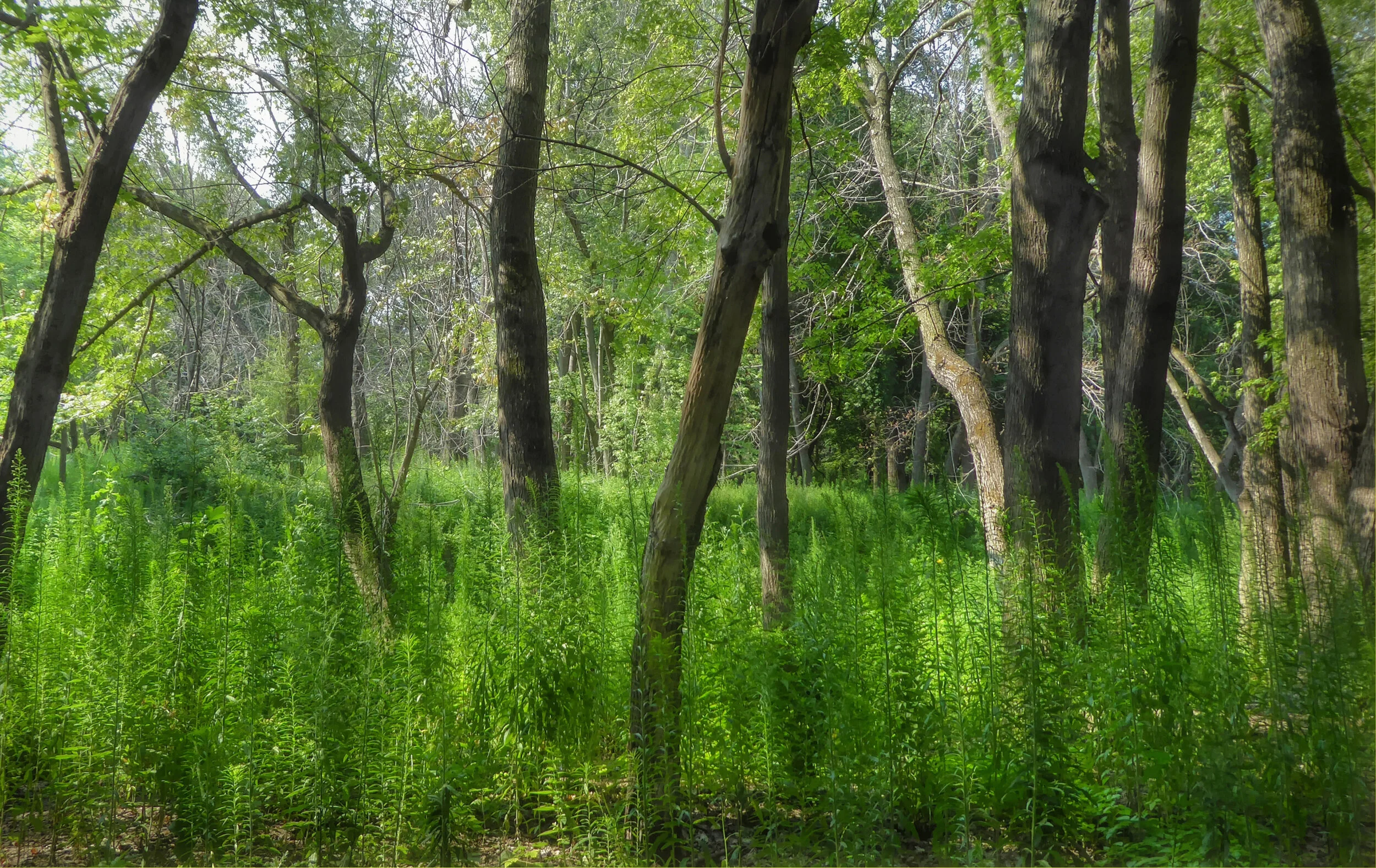 Riverbank Trees in Morning Light