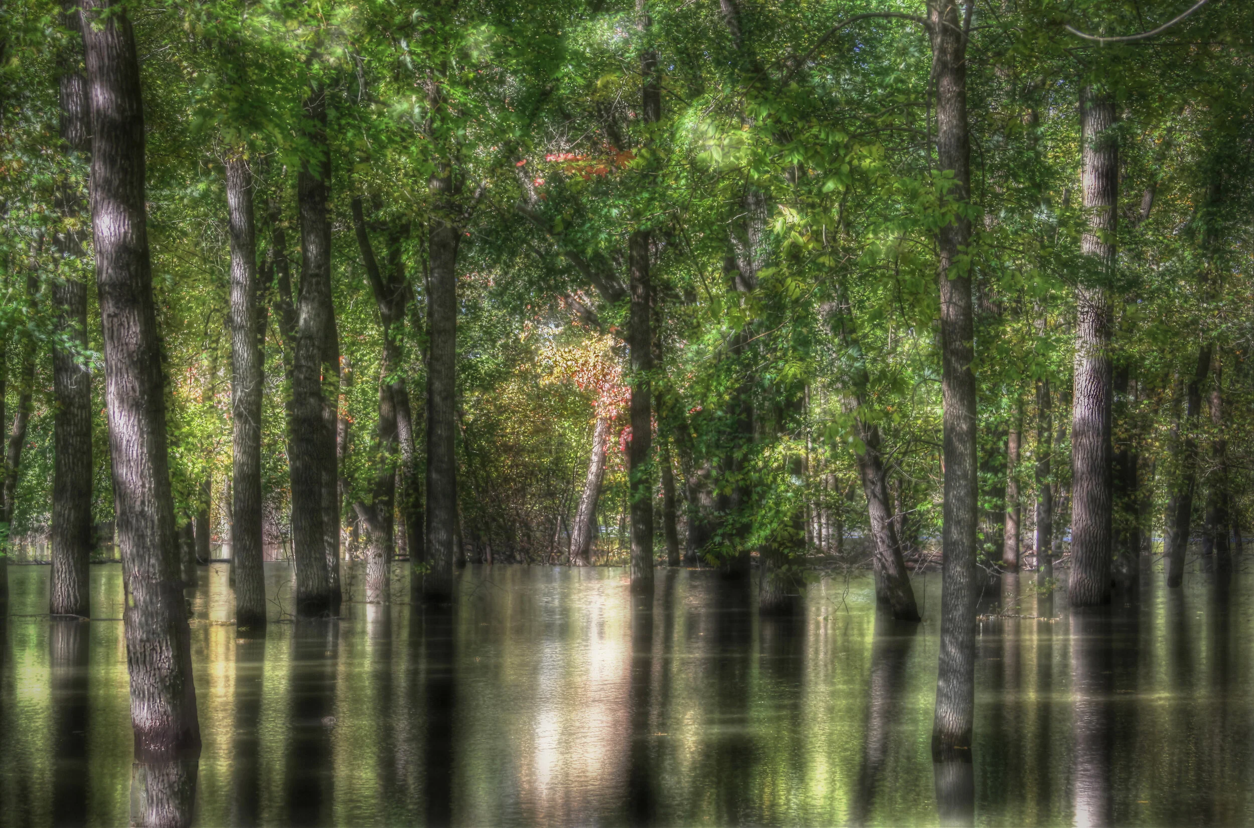 Flooded Riverbank Woods