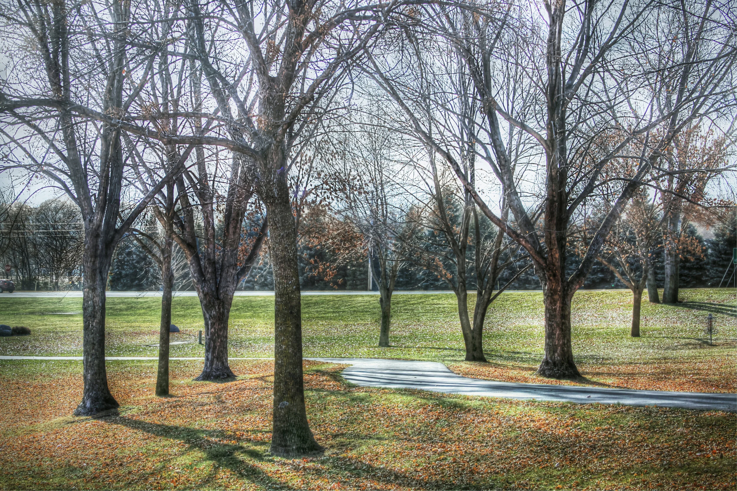 November Trees-Color