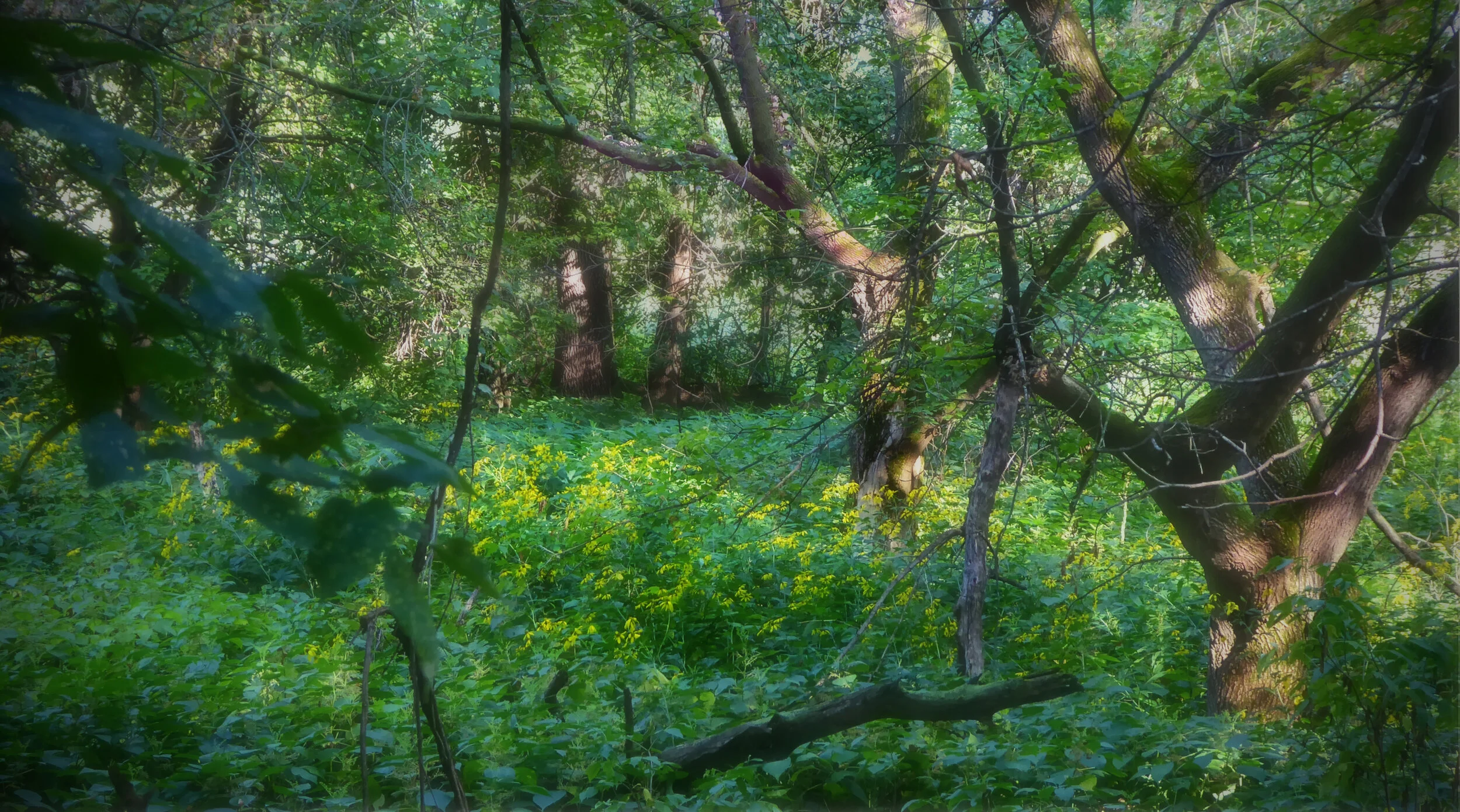 Wild Daisies in Glade