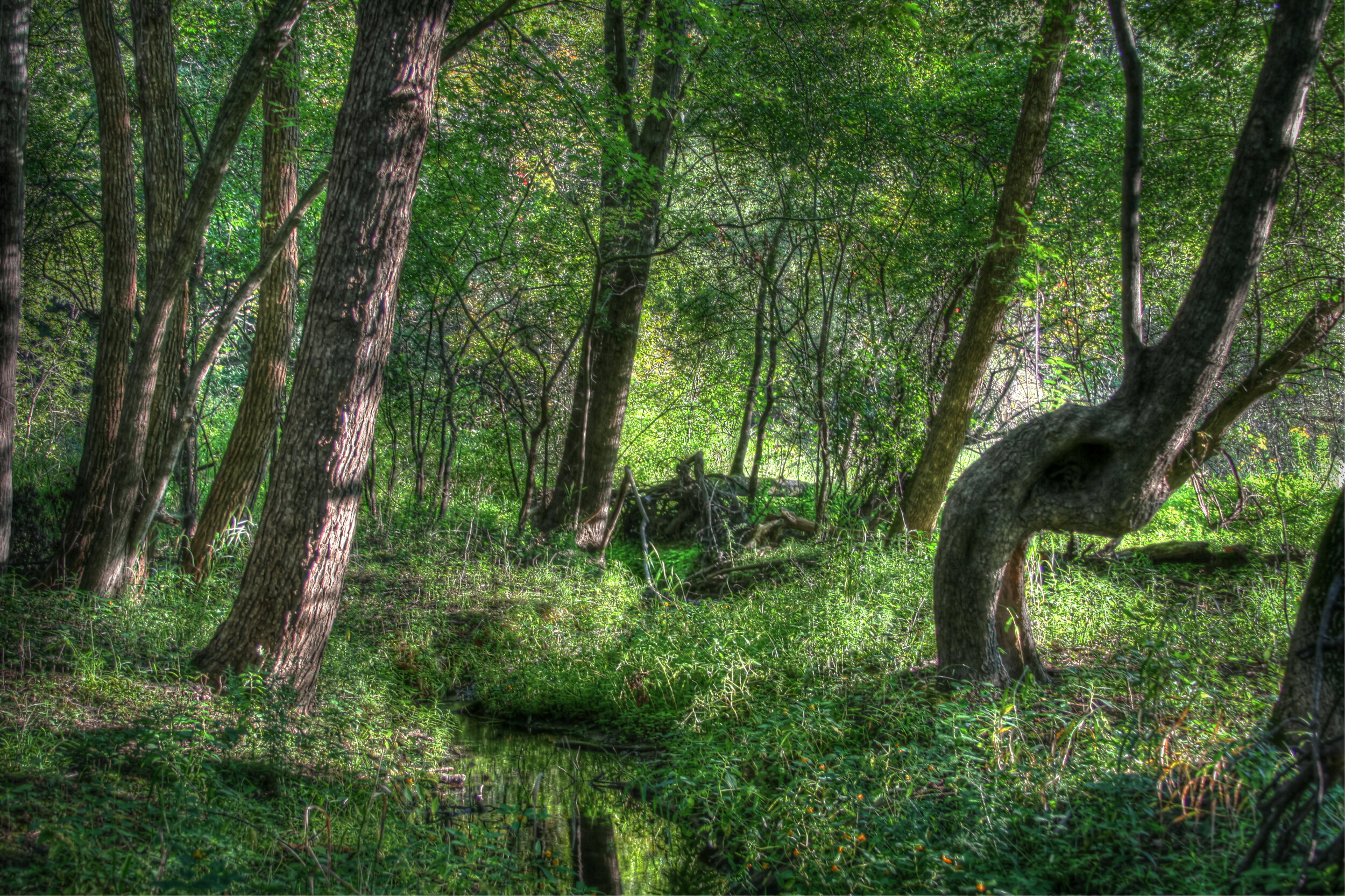 The Woods in Morning Light