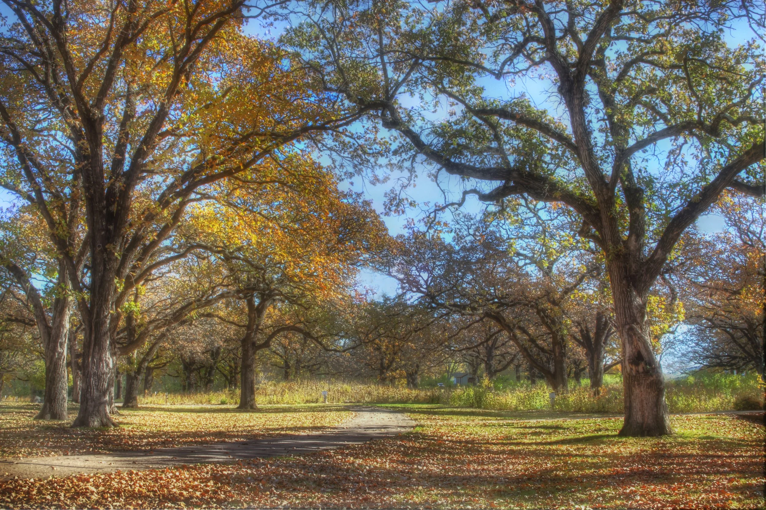 Autumnal Park Scene