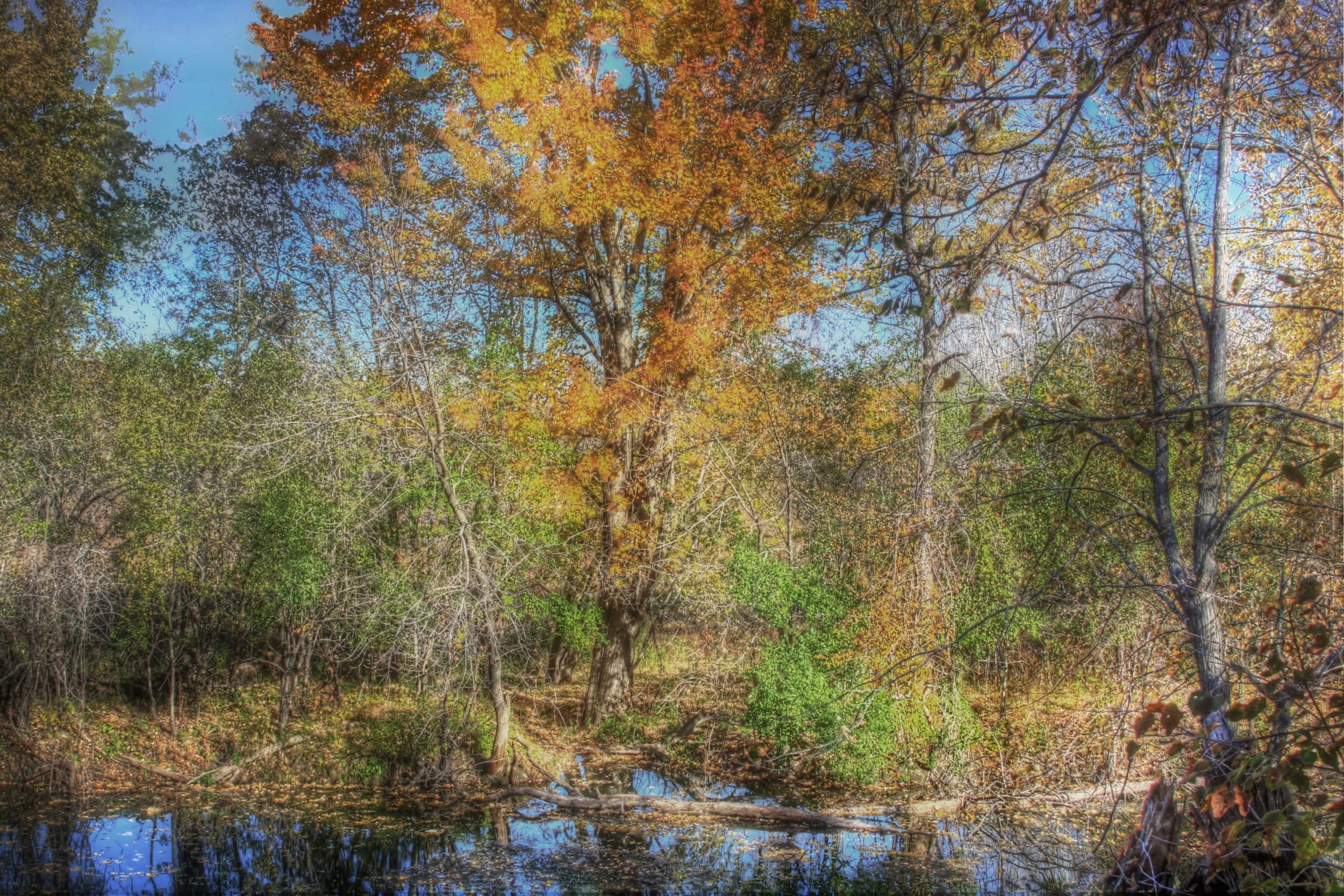 Streambed in Autumn Colors