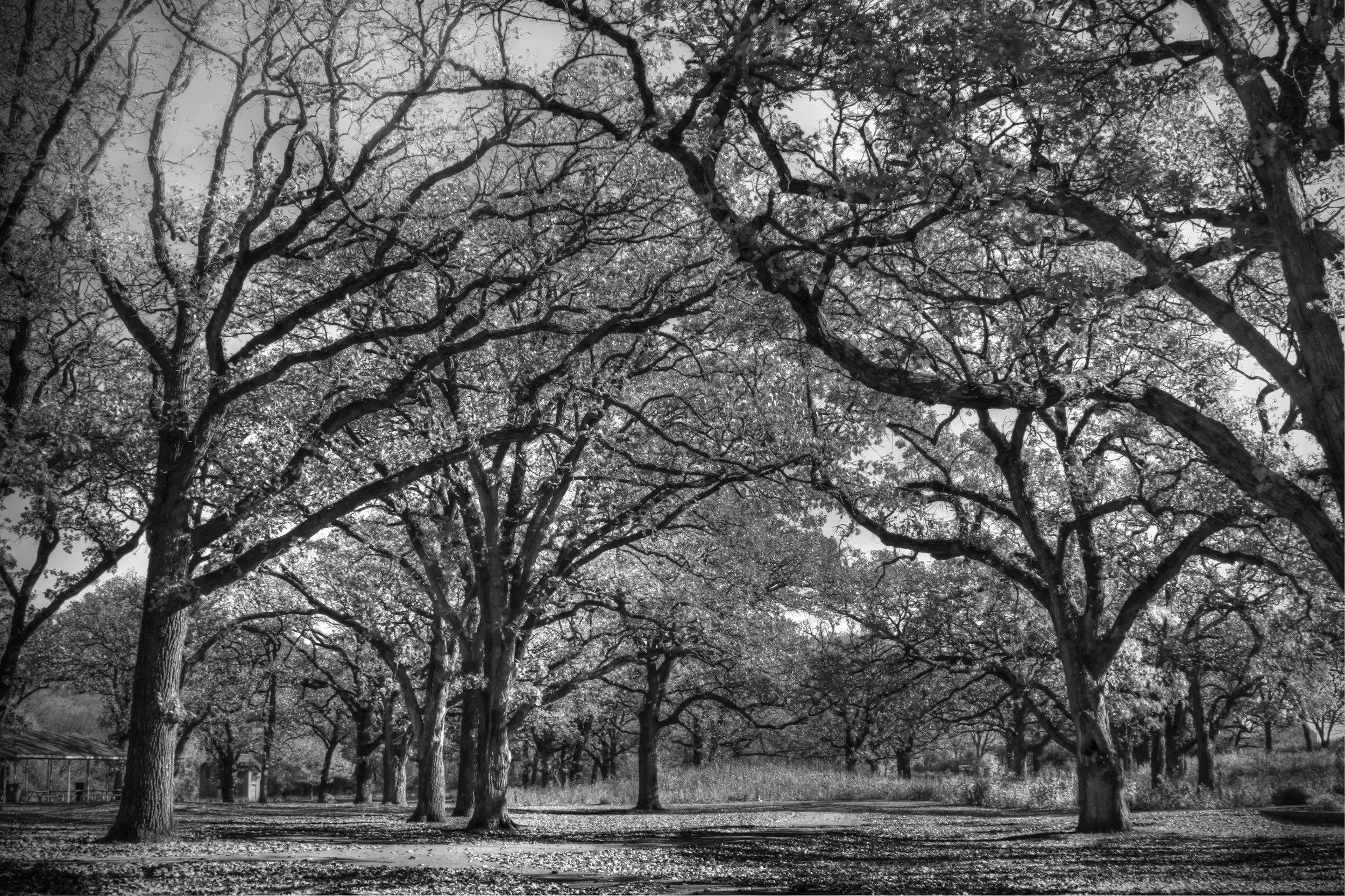 Autumn Trees in Black and White