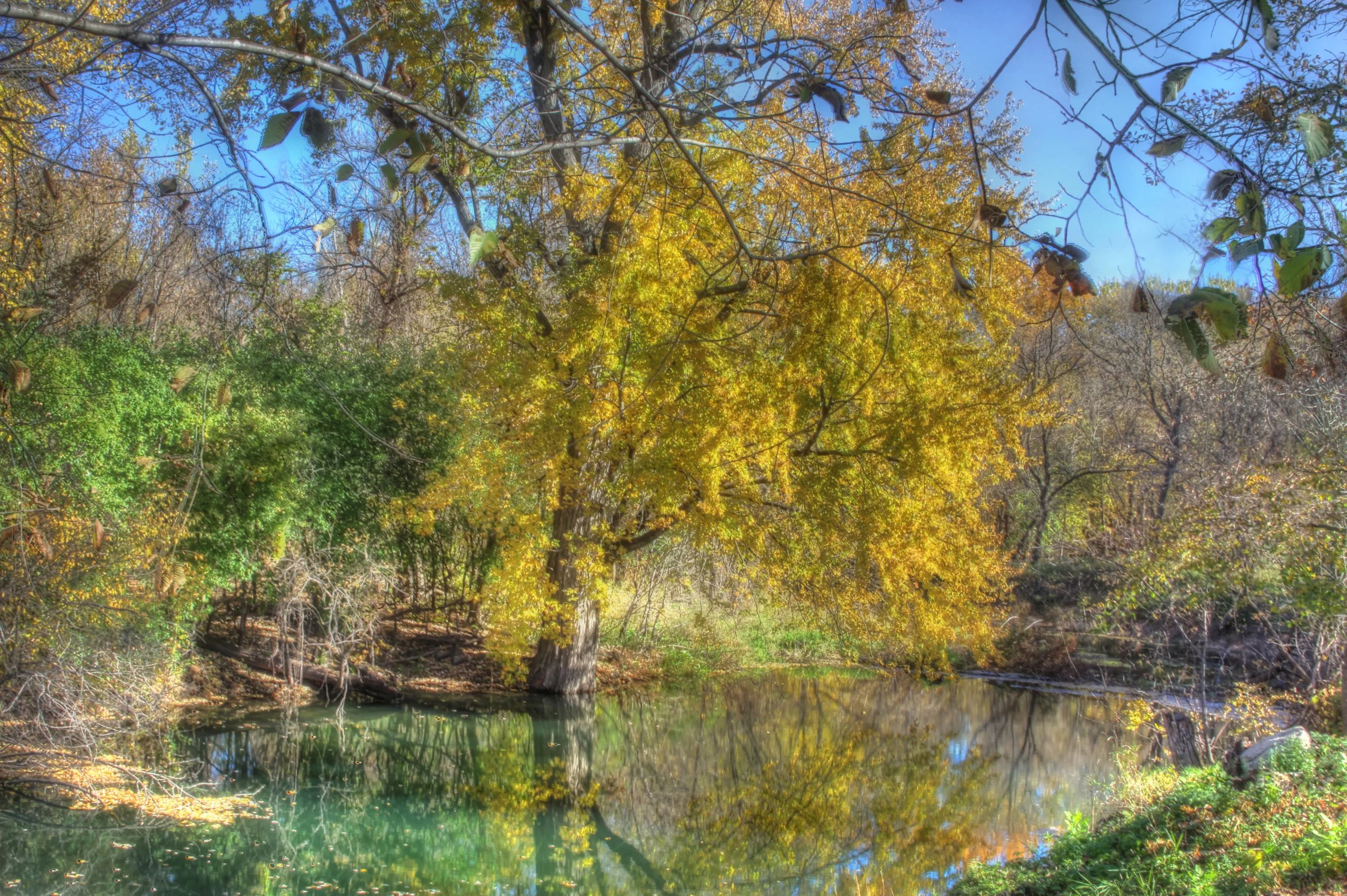 Solitary Autumn Tree
