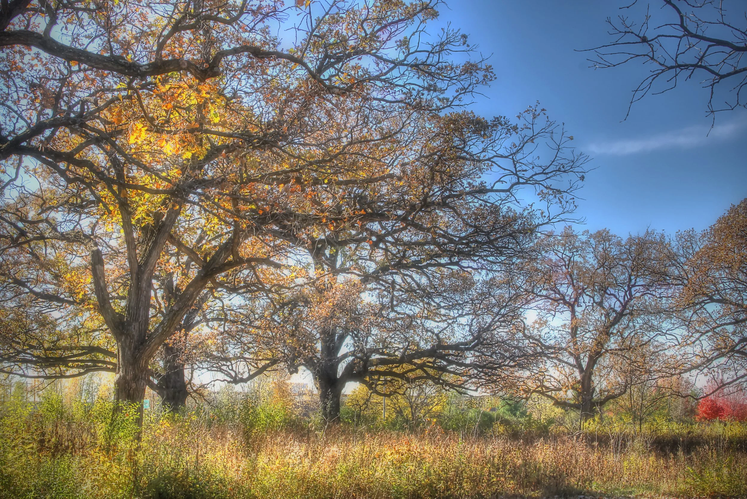 Autumn Trees in Long Grasses