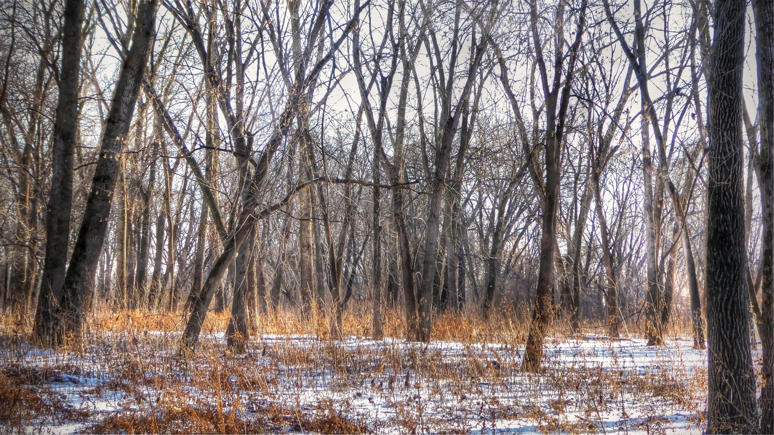 Trees in Winter Light