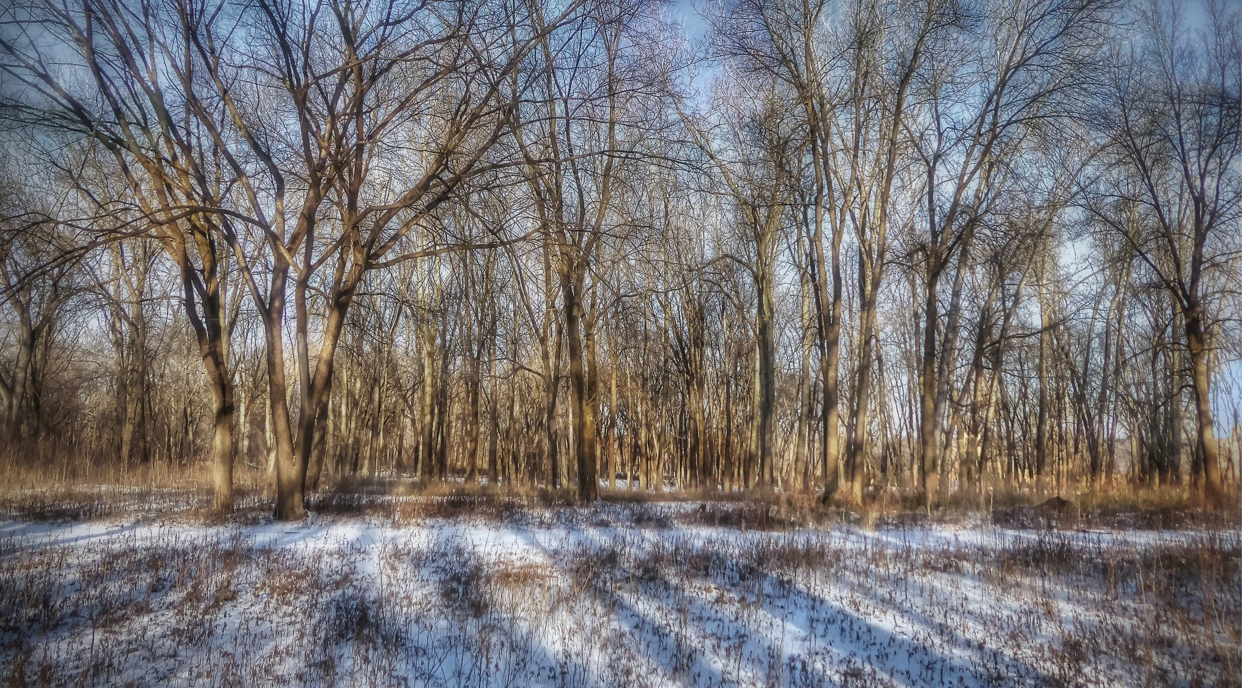 Riverbank Woods in Winter