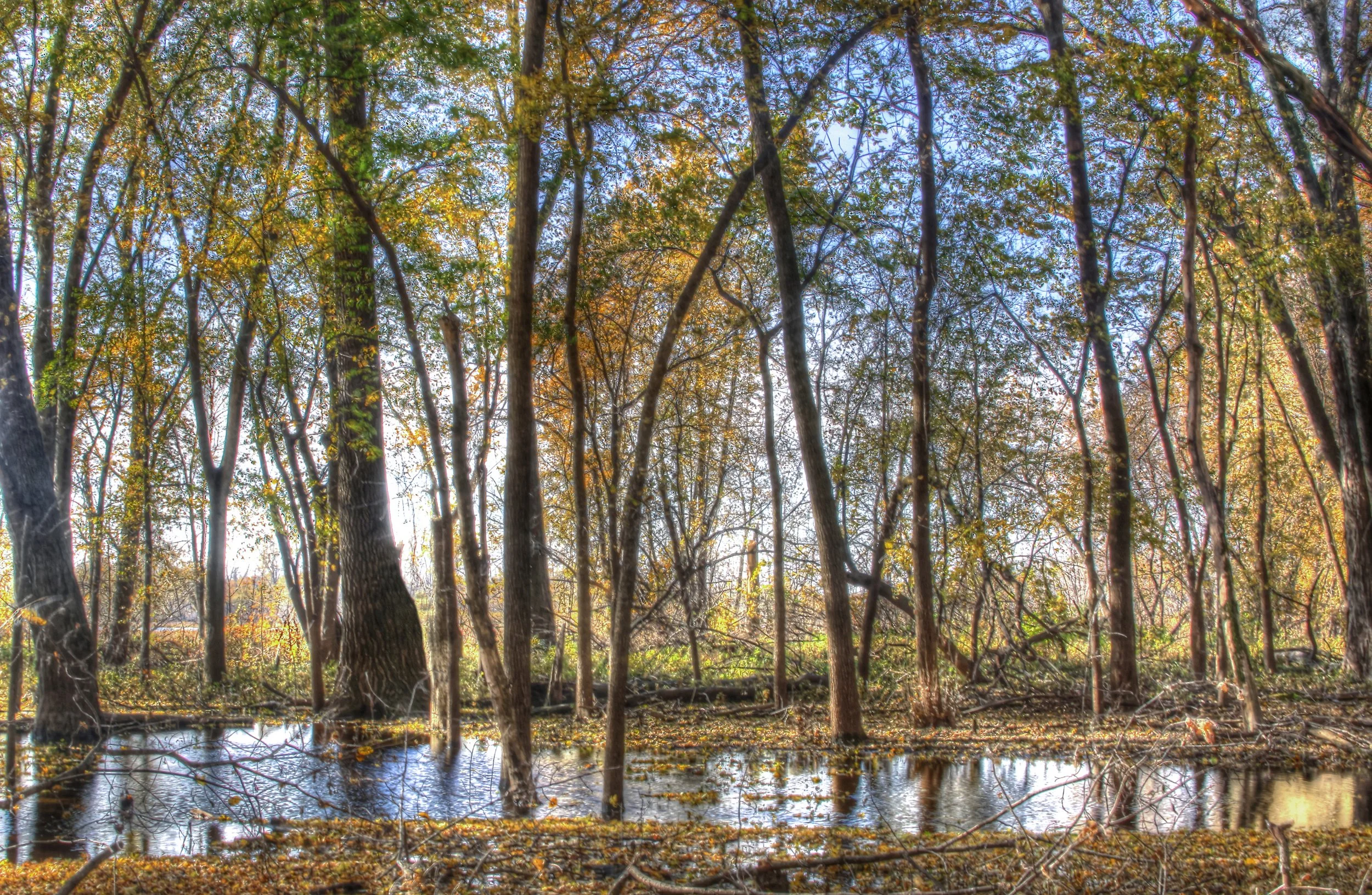 Flooded Woods in Fall
